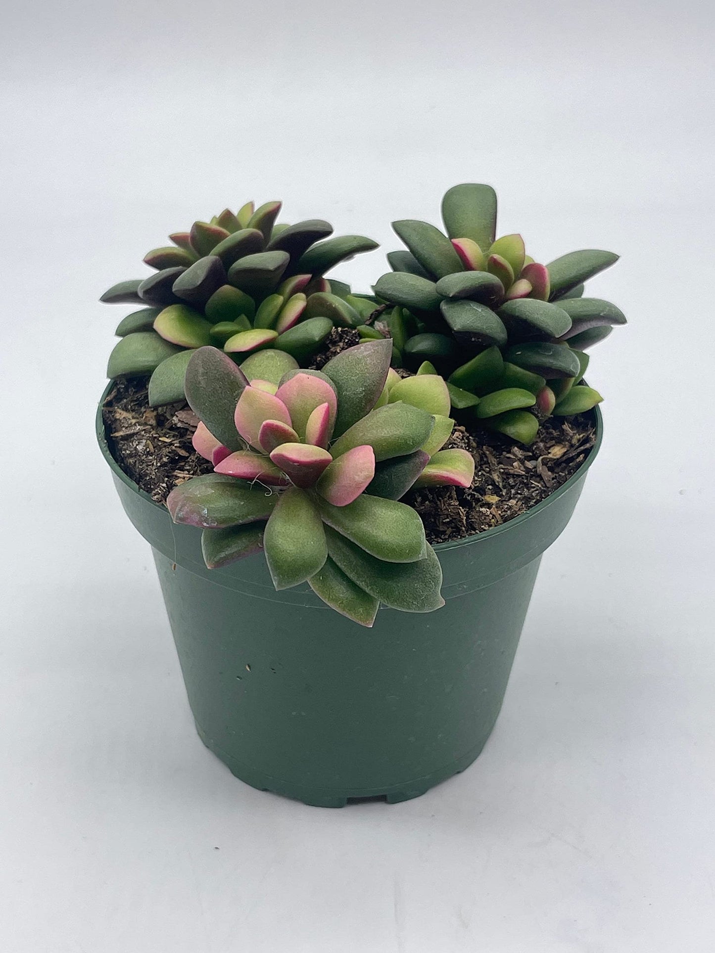 pink sunrise succulent BubbleBlooms Anacampseros Telephiastrum Variegata in a 4 inch Pot Variegated Sunrise Succulent, Pink, tricolored