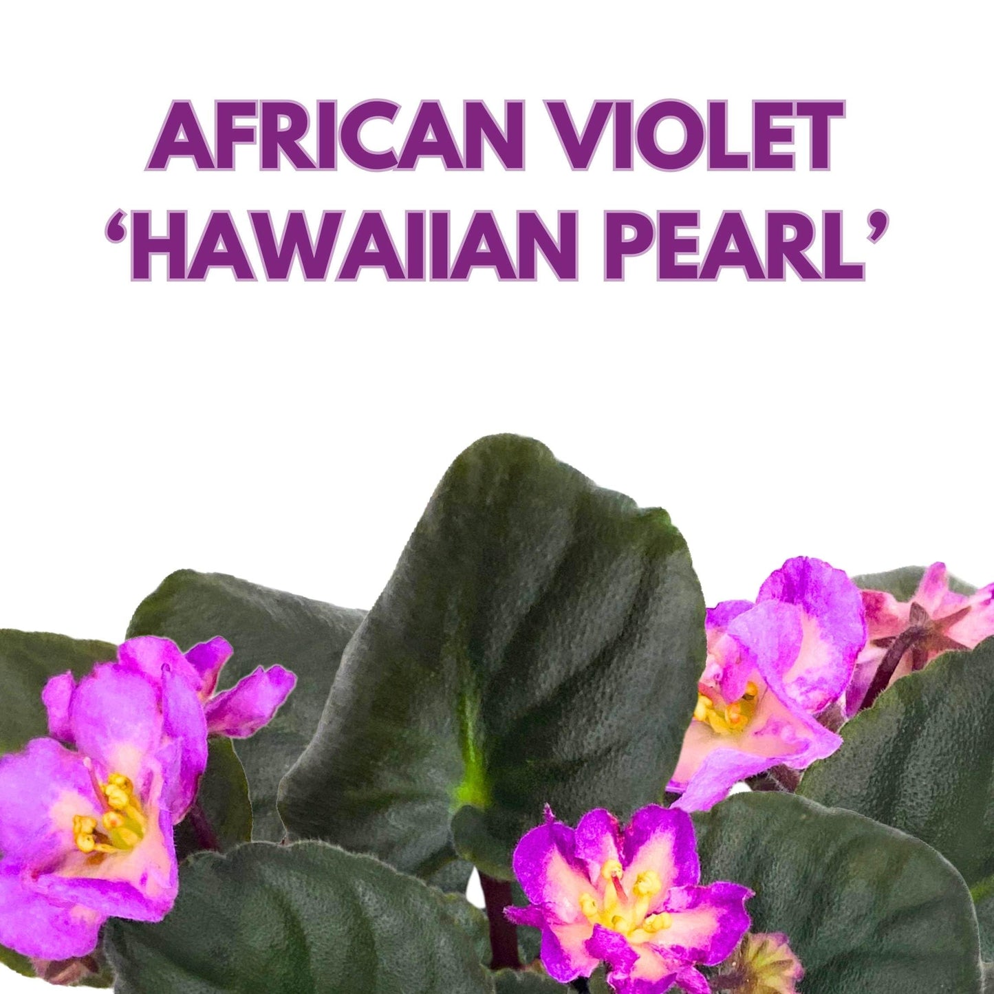 Harmony Foliage Hawaiian Pearl African Violet Saintpaulia 4 inch