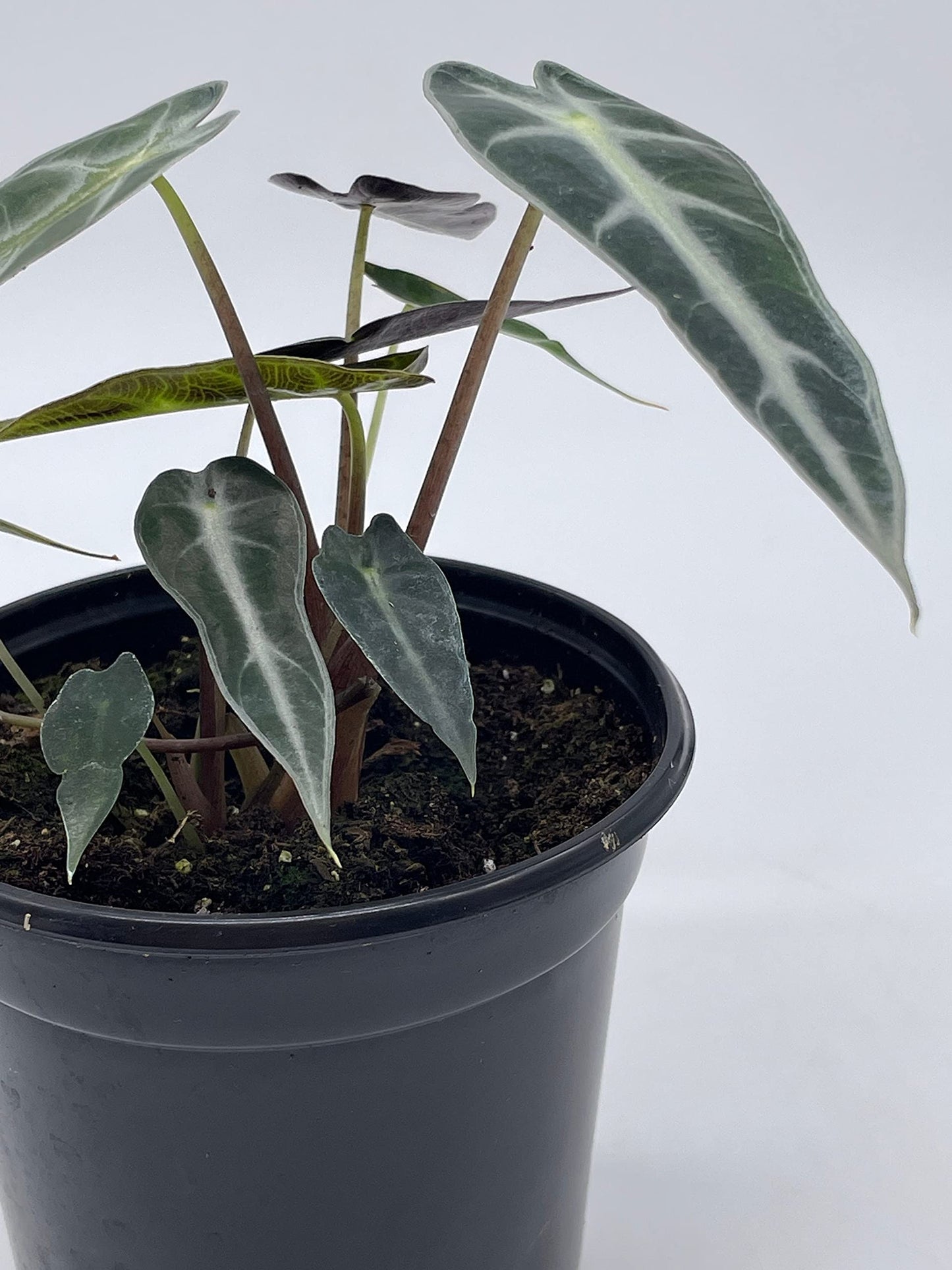 Alocasia sanderiana, Kris Plant, Sander's alocasia, in a 4 inch Pot,