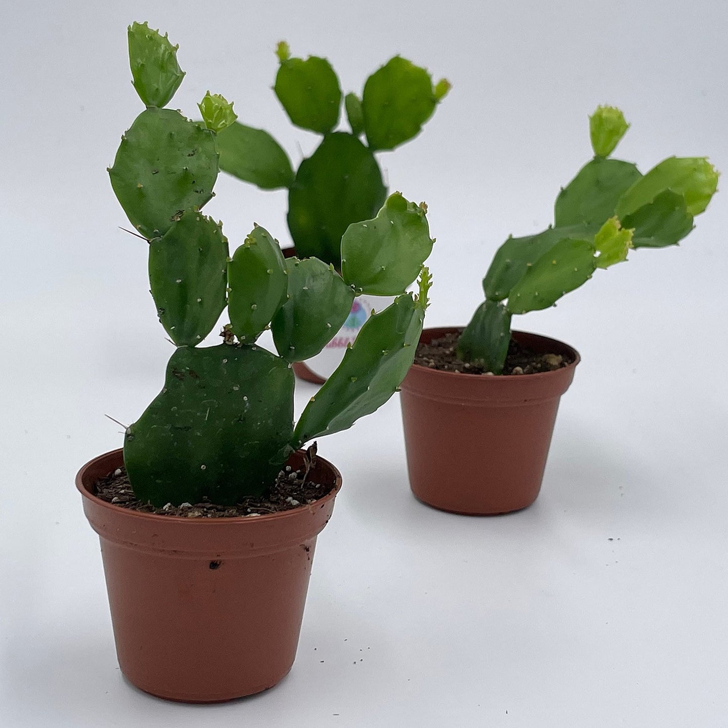 Brazilian Prickly Pear Cactus/Brasiliopuntia brasiliensis Willd Cactus/Plant in 2" Pot/Mini Cactus in Pot/Beginner Cactus