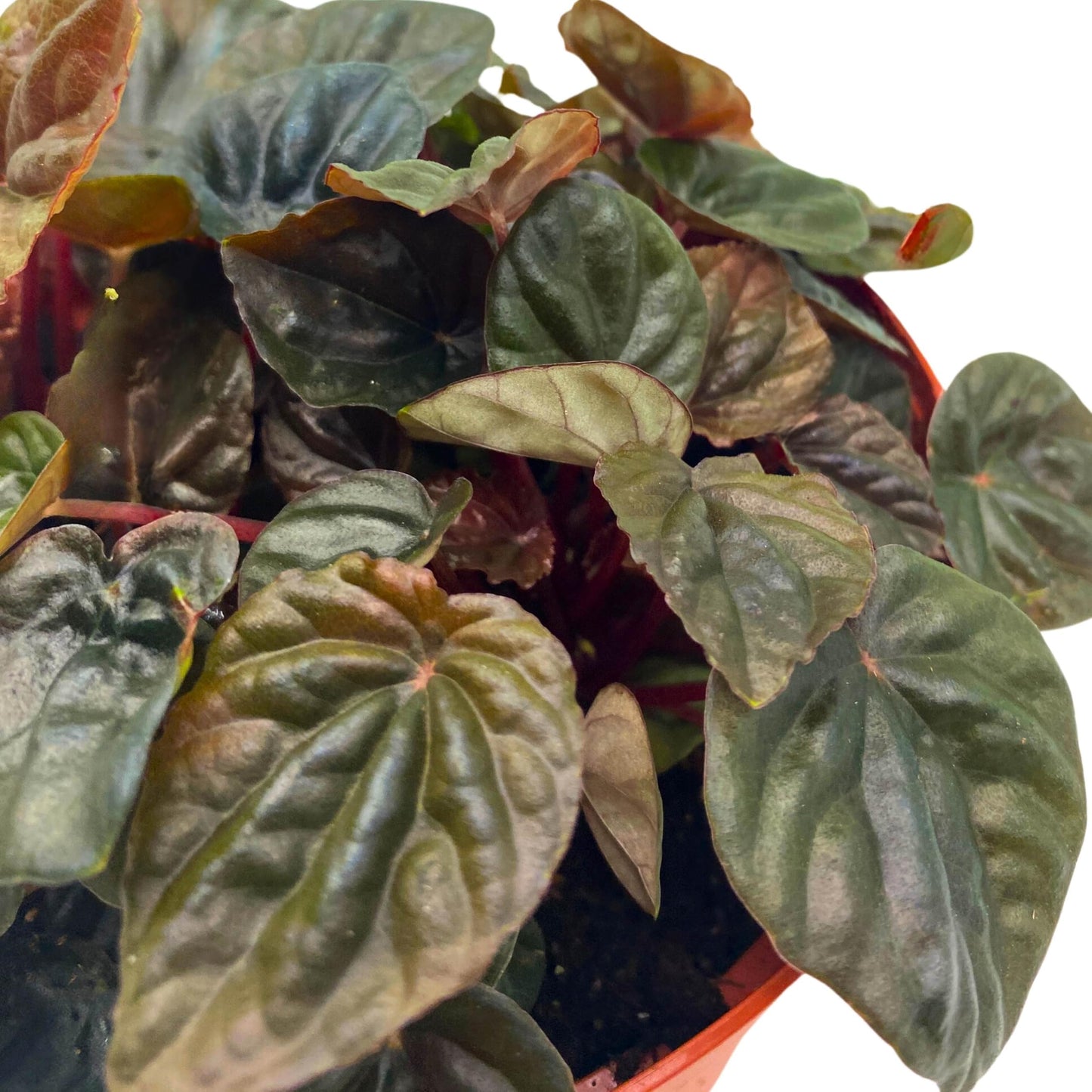 Harmony Foliage Peperomia Chocolate Emerald Ripple Brown with Green Variegation 6 inch