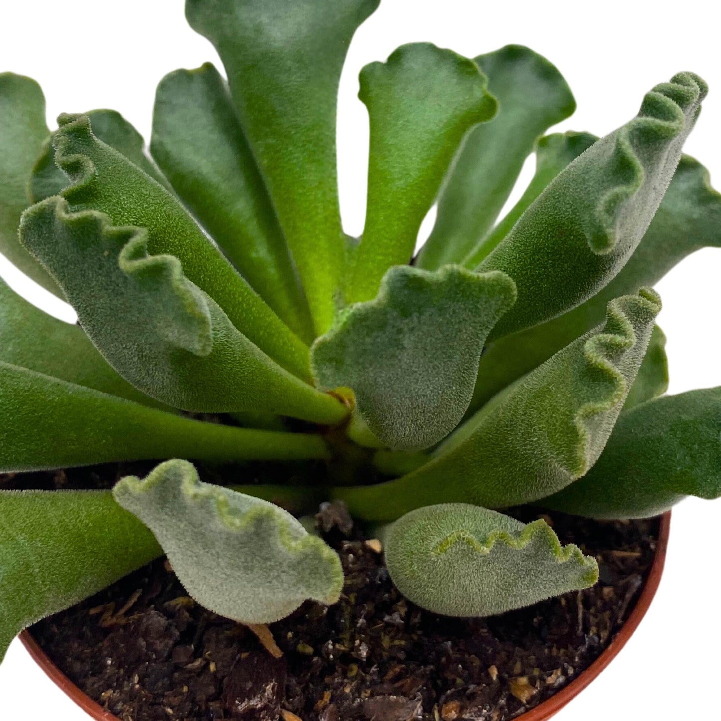 BubbleBlooms Pie Crust Succulent, Key Lime Pie Crinkle Leaf Plant, 3 inch