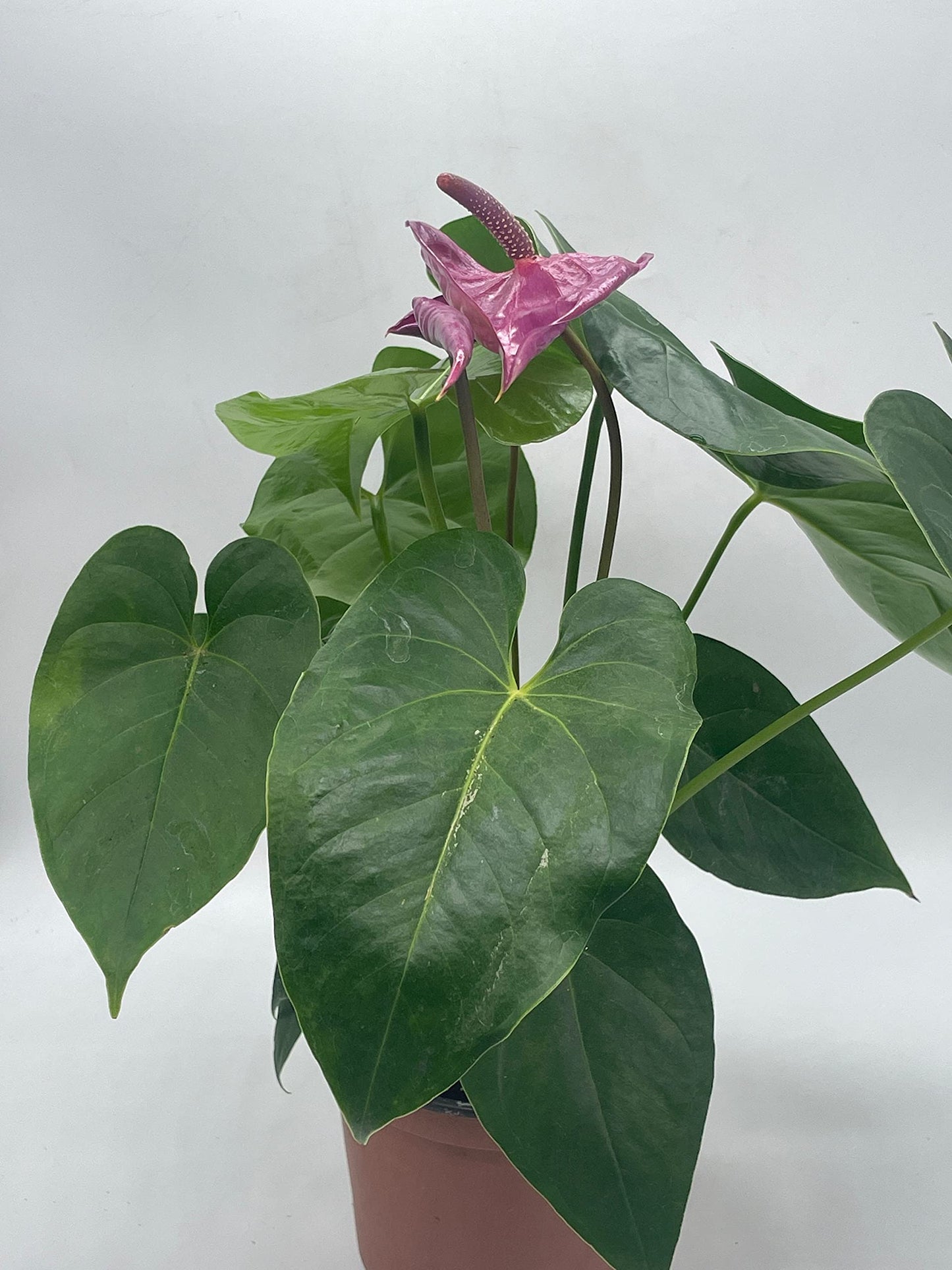 Anthurium Purple, in 6 inch Pot