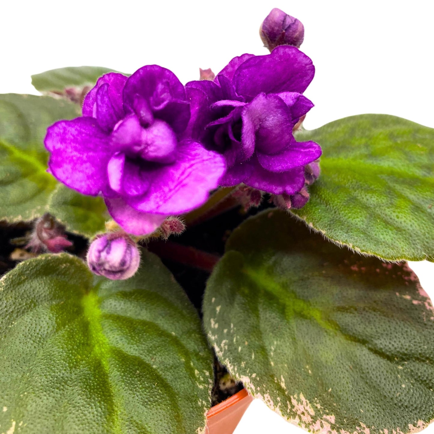 Harmony Foliage Nancy Reagan Variegated African Violet Saintpaulia 4 inch