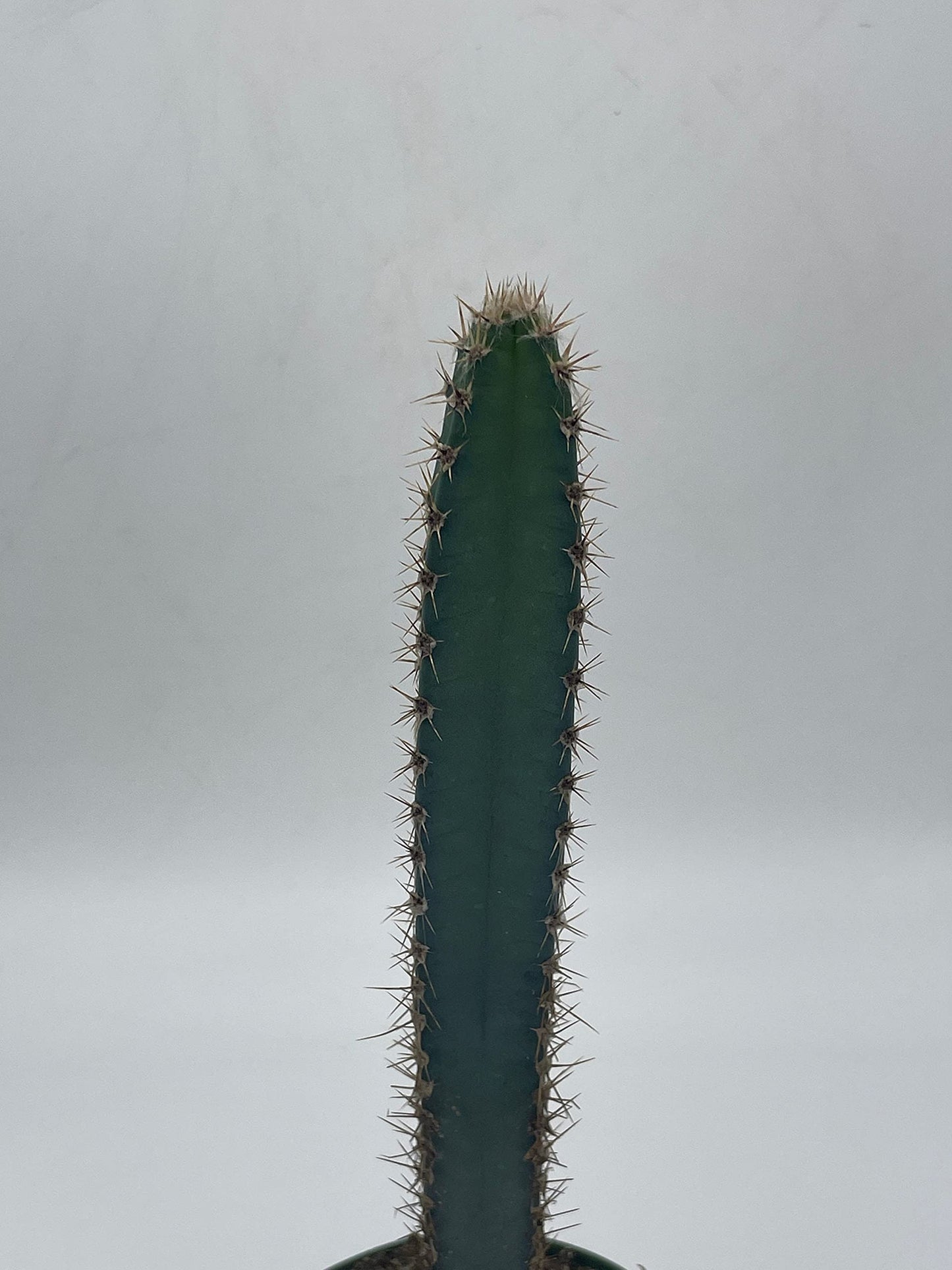 BubbleBlooms Giant Square Blue Columnar Cactus, Squared Column Cacti in a 4 inch Pot Pilosocereus pachycladus