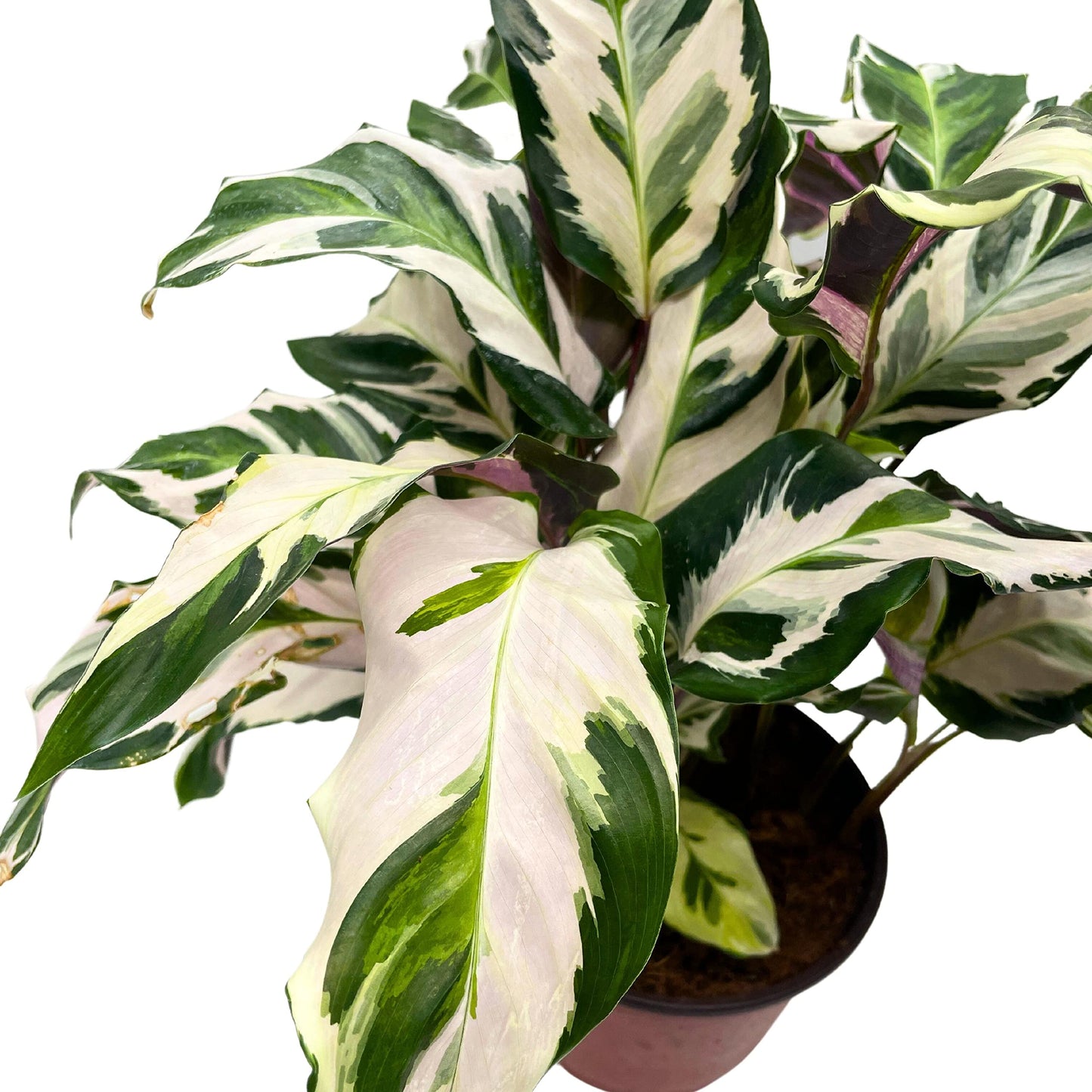 Calathea Stella, 6 inch, Beautiful White Variegated House Plant Lietzei Fusion White