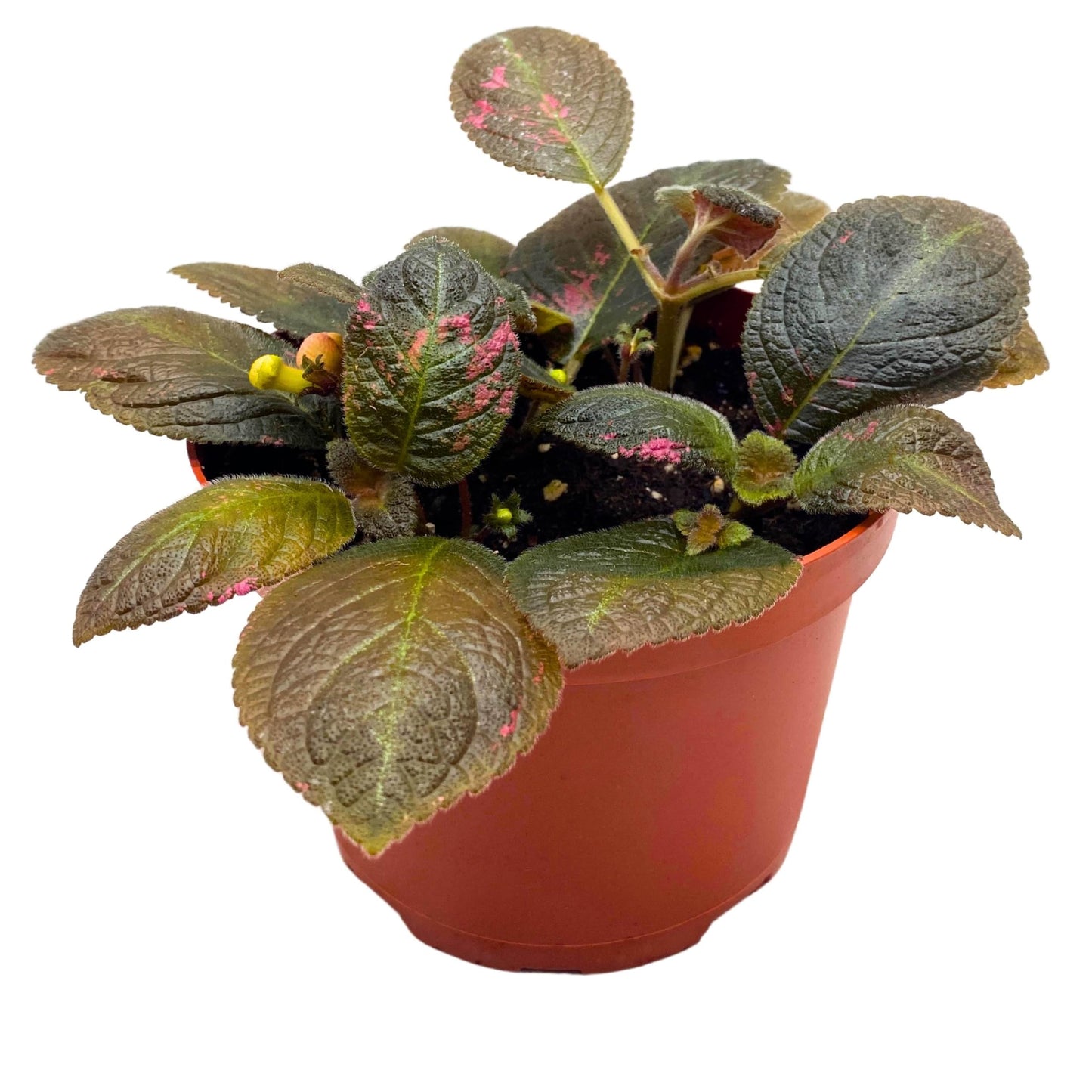 Harmony Foliage Episcia Spring's Symphony Flame Violet 6 inch