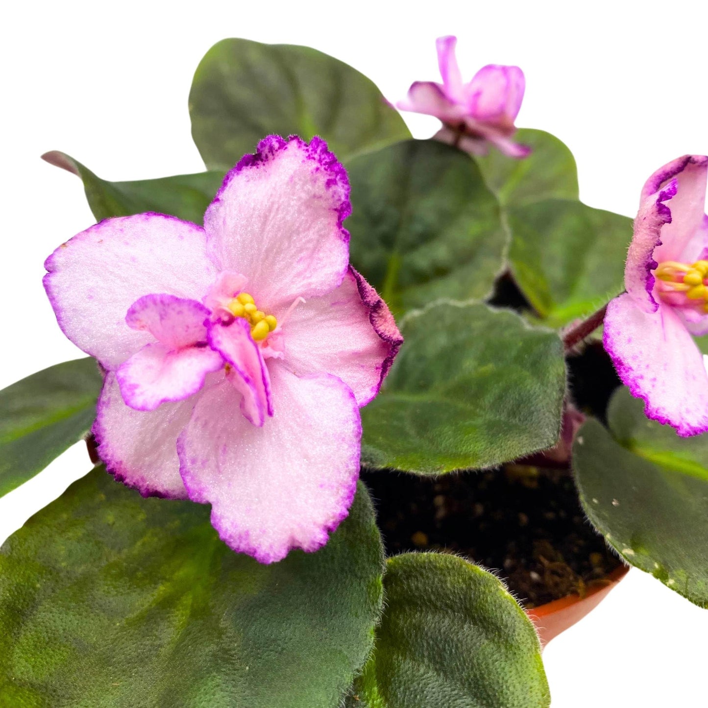 Harmony Foliage New Year's Eve African Violet Saintpaulia 4 inch