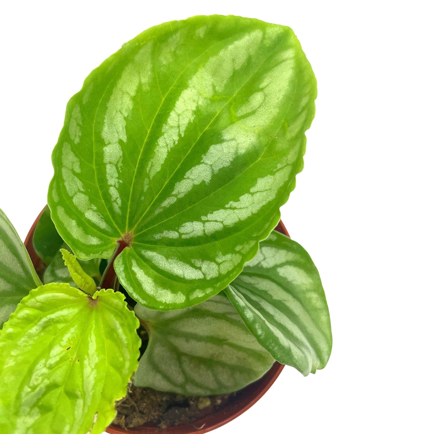 BubbleBlooms Peperomia Ecuador, 4 inch, Rare Pep Argyreia, Exotic House Plant