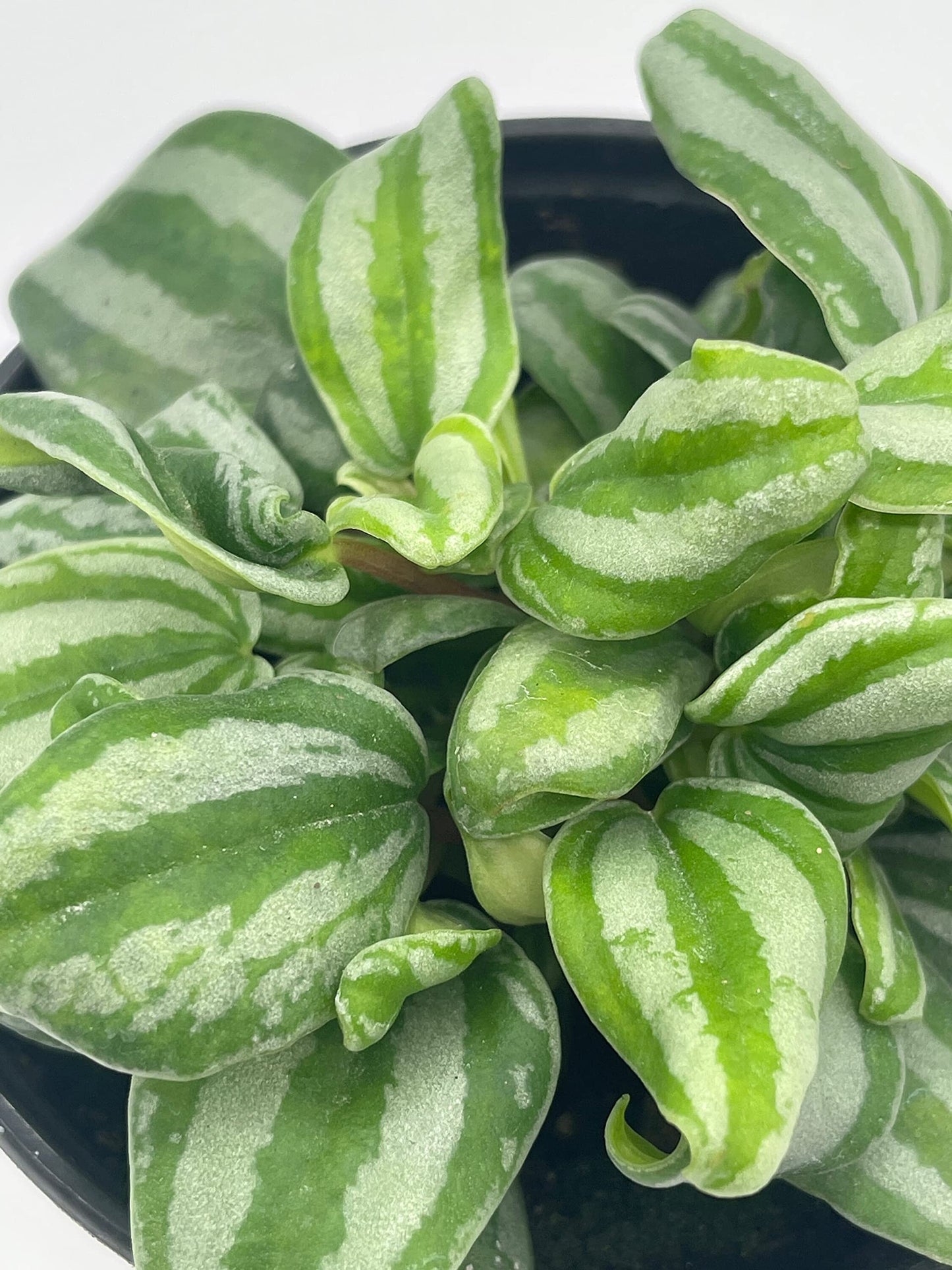 Peperomia Mini Watermelon, 4 inch verschaffeltii