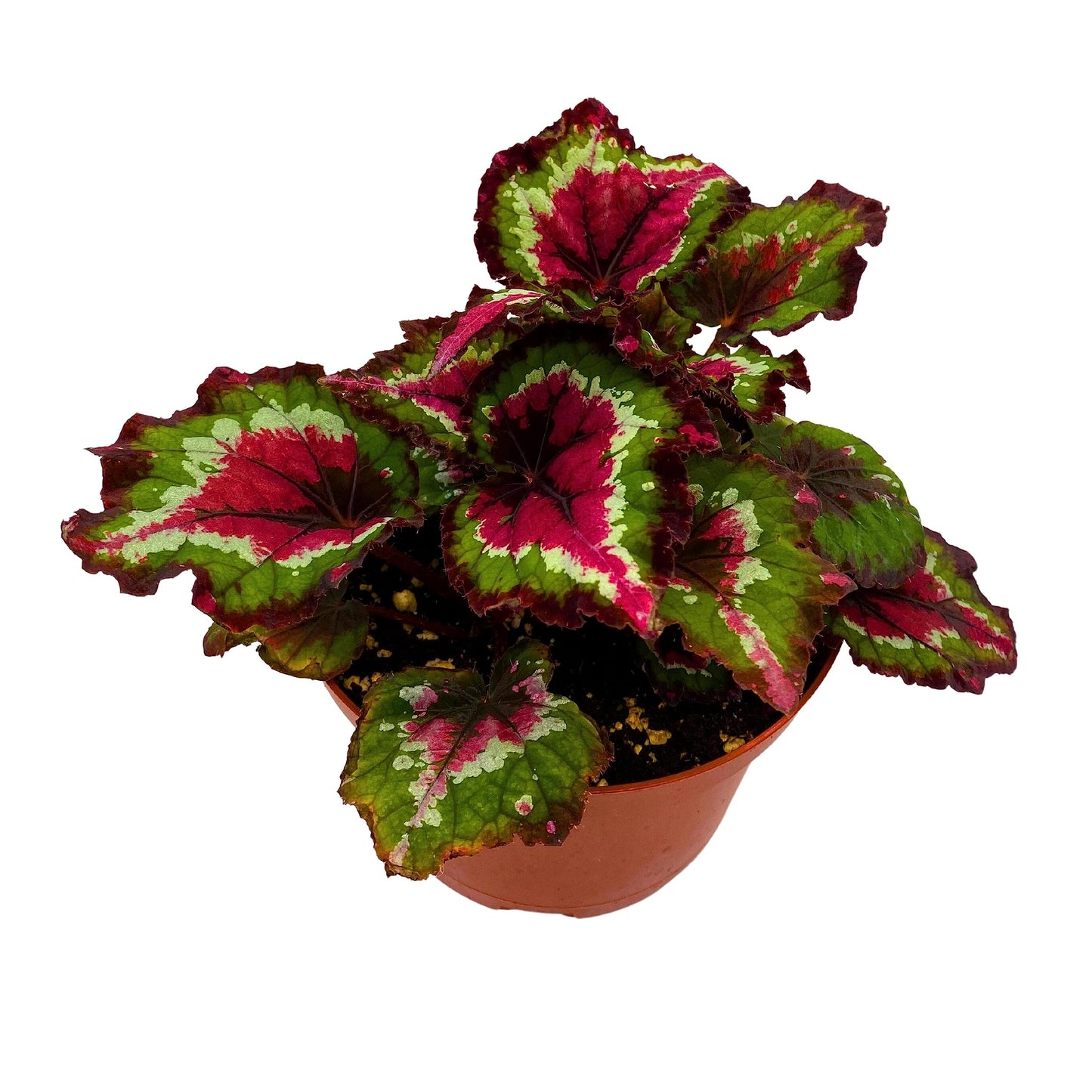 Harmony's BubbleBlooms Red Tail, Variegated Begonia Rex in 6 inch Pot