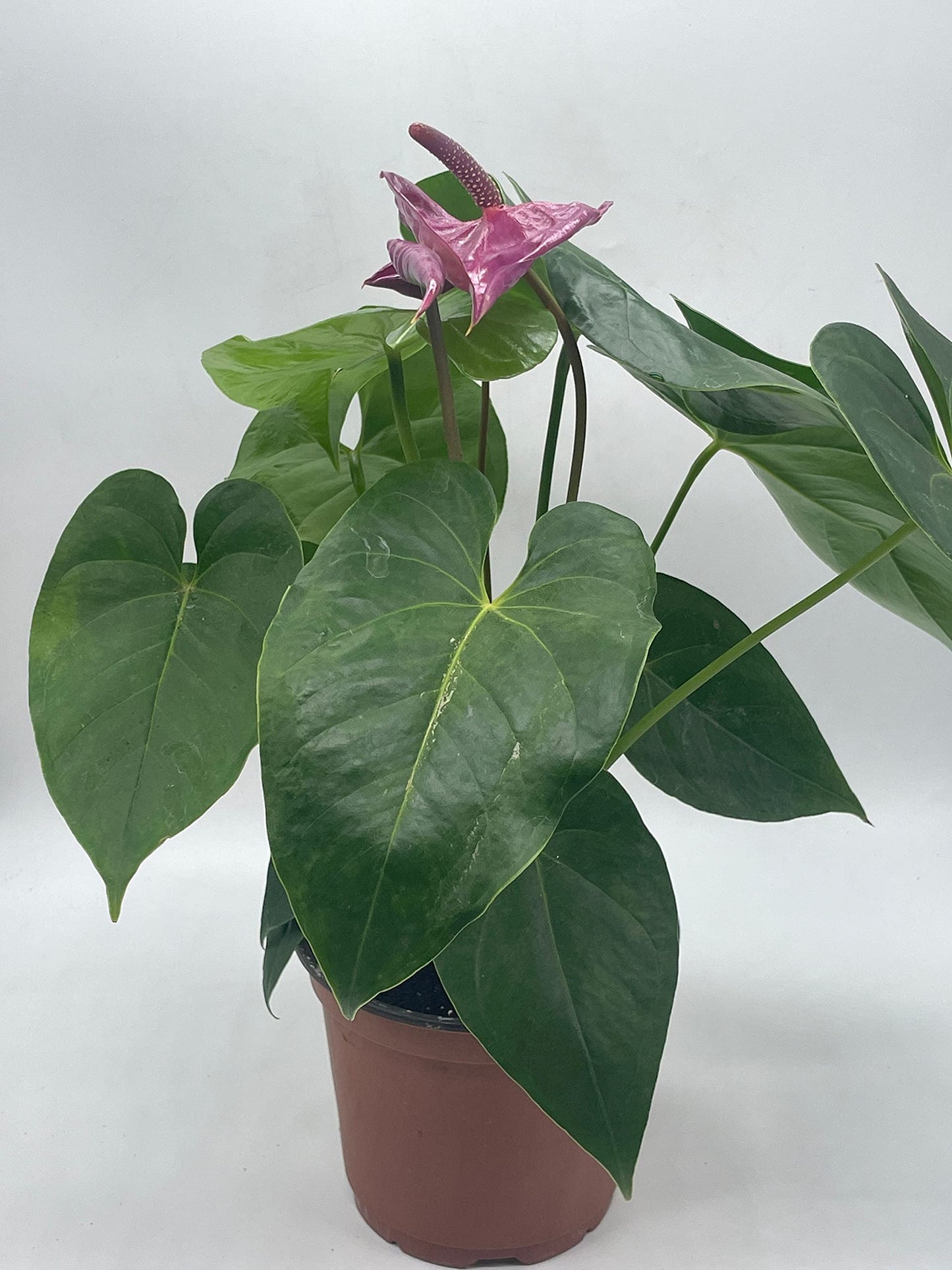 Anthurium Purple, in 6 inch Pot