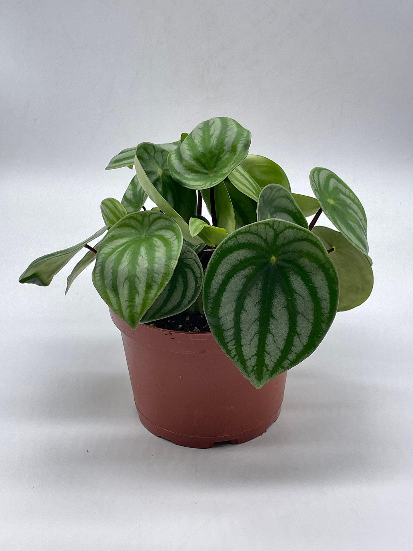 Watermelon Peperomia, 6 inch, Peperomia Argyreia