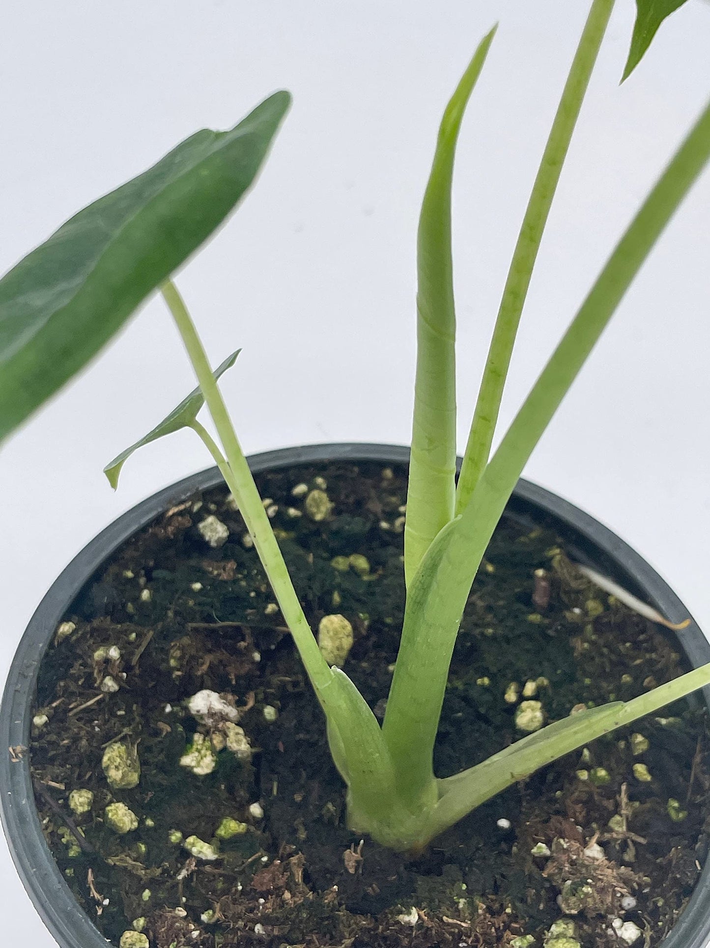 Alocasia Micholitziana, Velvet Elvis, 4 inch