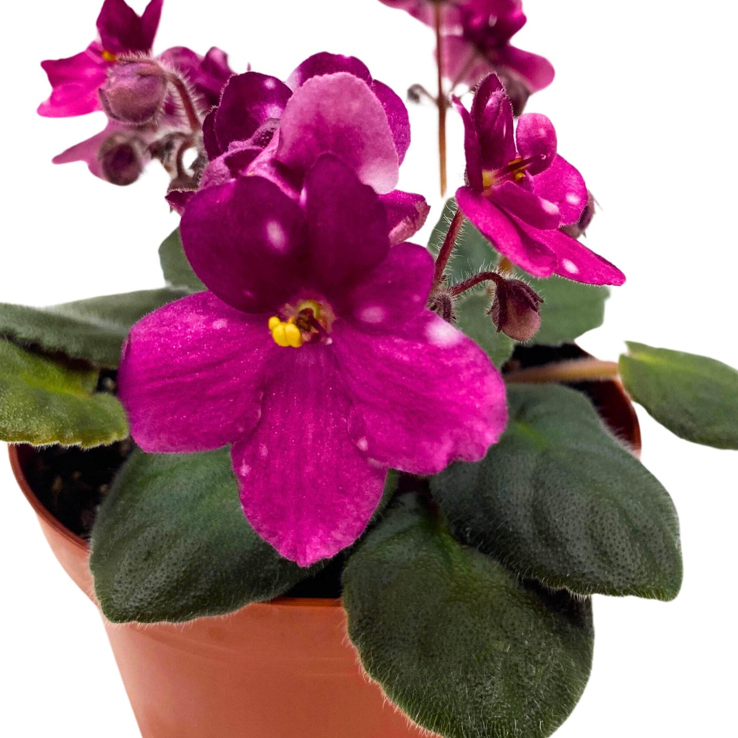 Harmony Foliage Hunter's Fire and Ice African Violet Saintpaulia 4 inch