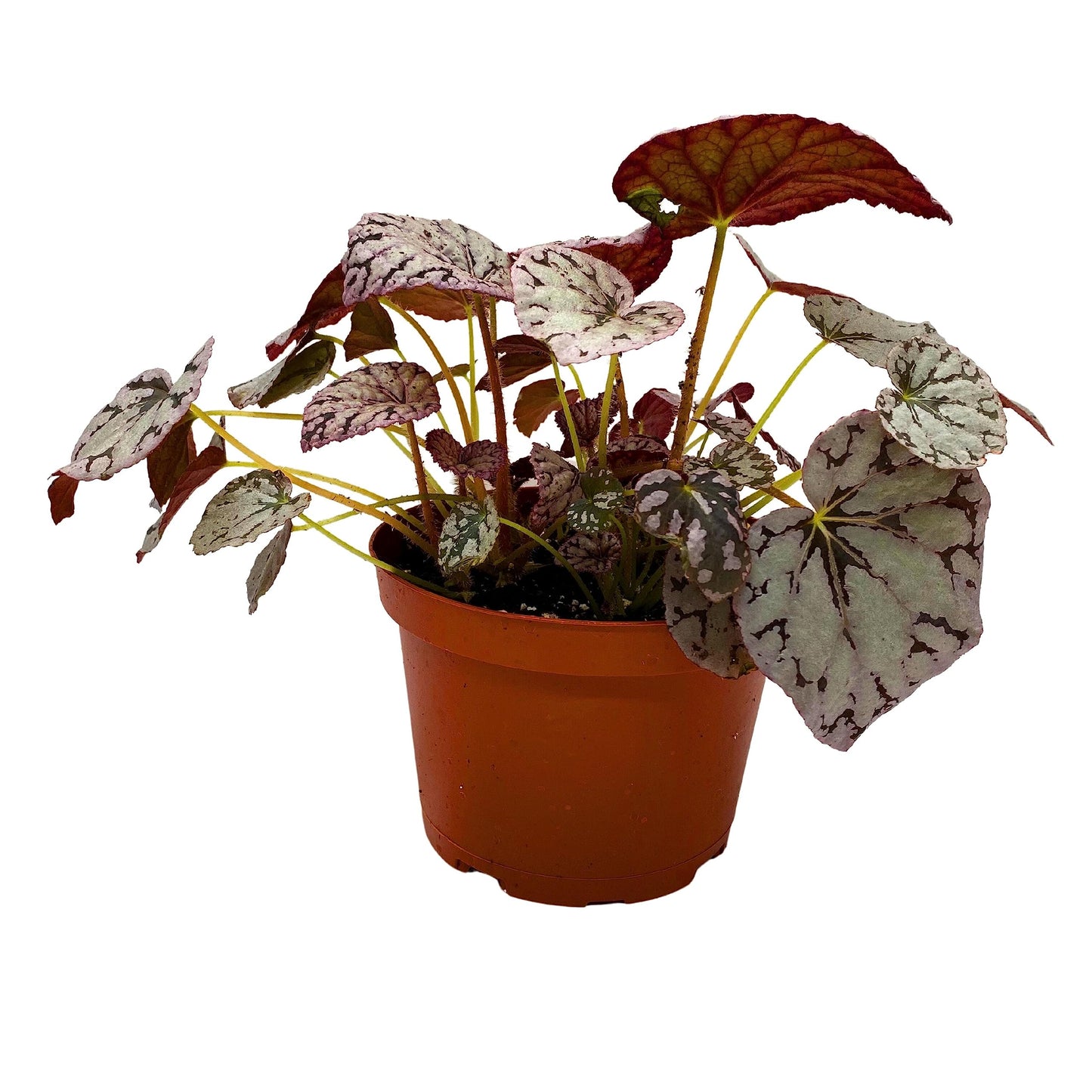 Harmony's BubbleBlooms Silver Dollar Begonia, King Begonia, Painted Begonia, Painted Leaf Begonia Rex in 6 inch Pot