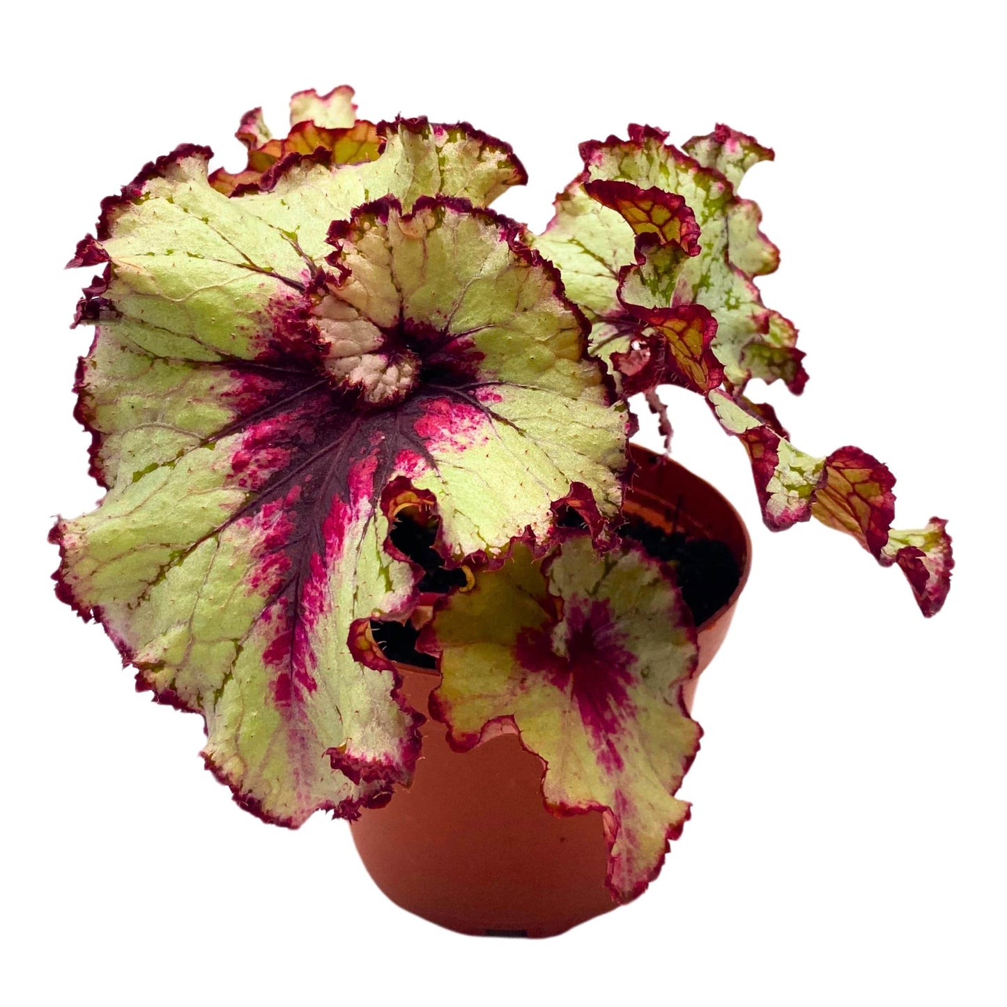 Harmony Foliage Begonia Rex Harmony's Blood Moon 4 inch