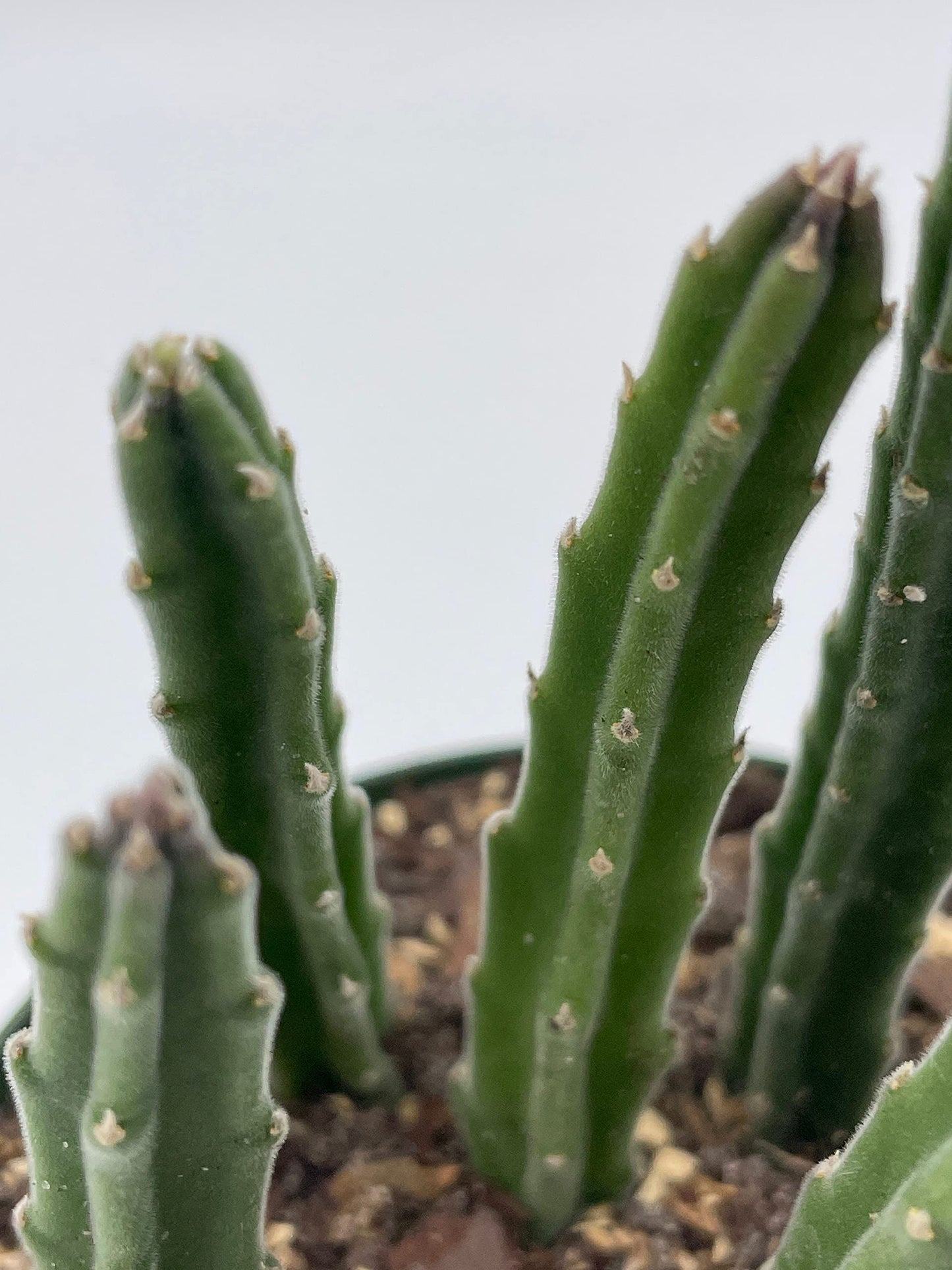 Stapelia Similis, Similar Stapelia, 4 inch Pot, Black Starfish Flower, Rare Huernia