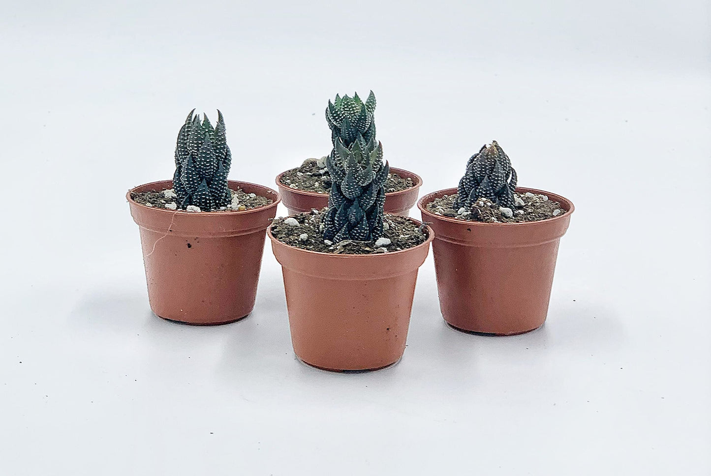 Haworthia Reinwardtii, Reinwardt's Haworthiopsis, Zebra Wart, Braided Zebra Cactus, Mini Cactus in a 2" Pot