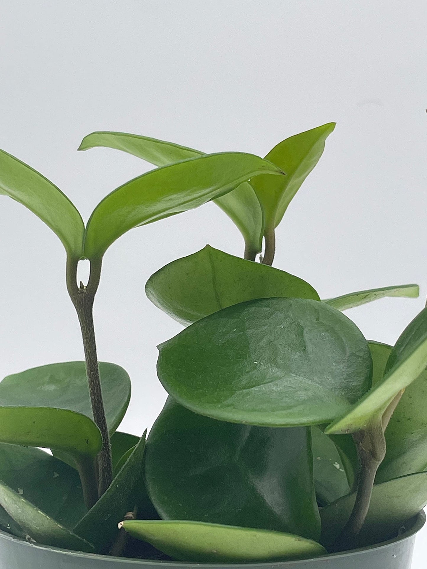 Hoya Chelsea Carnosa, Very Full 4" Potted Starter, Honeyplant Waxplant Porcelain Flower