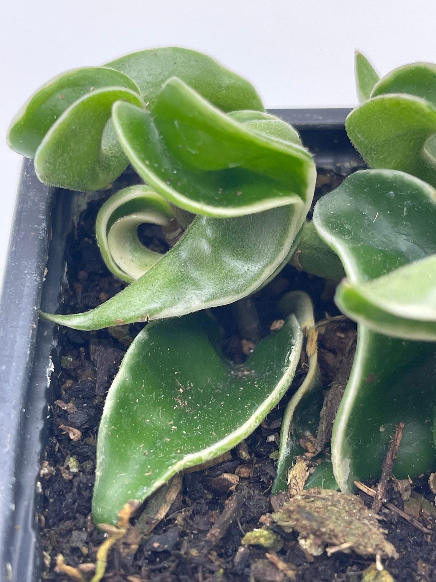 Variegated Hindu Rope, Rare Hoya, Carnosa Compacta Regalis, Crispa Variegata, 2 inch Pot