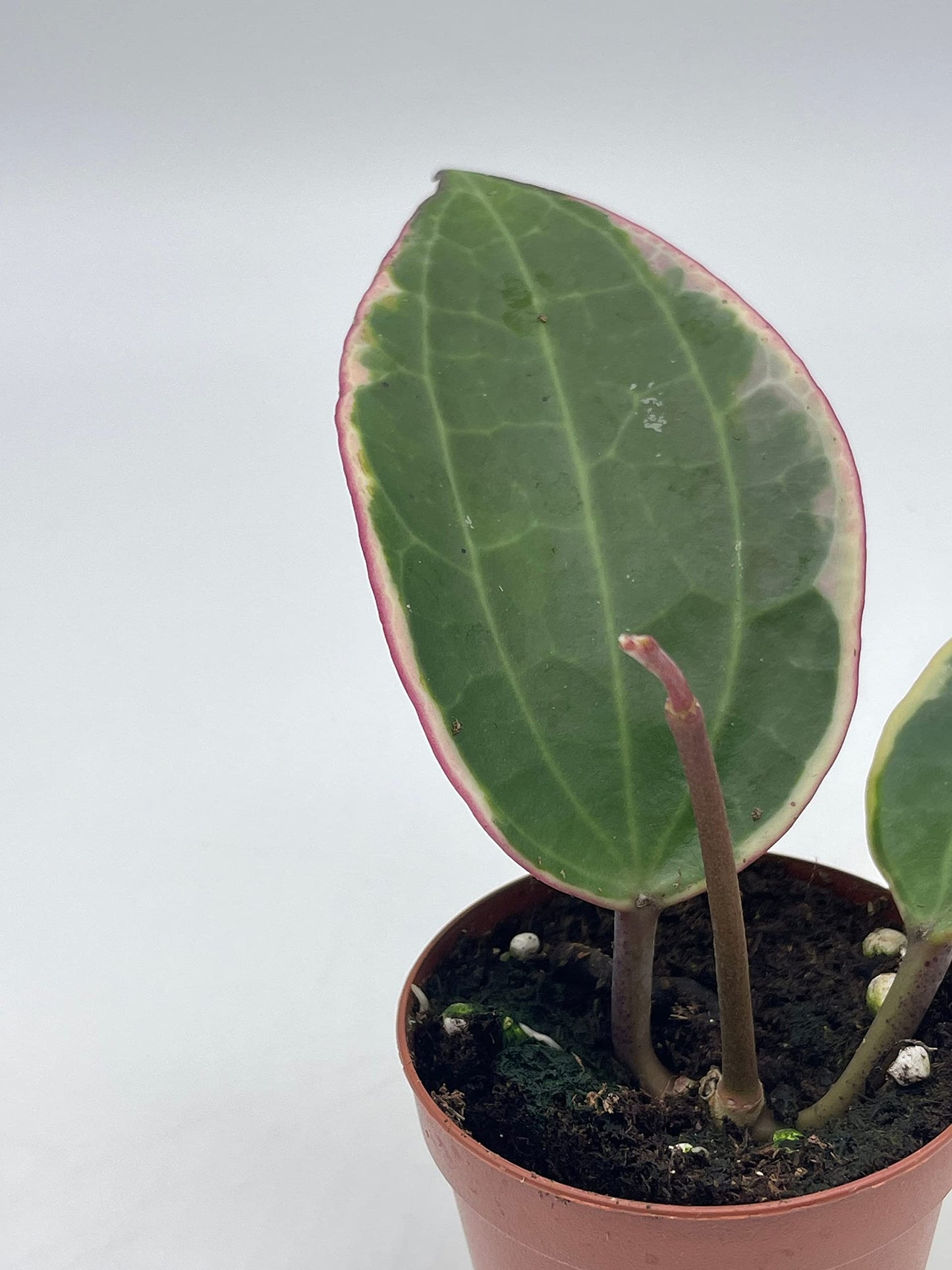 Hoya Macrophylla Variegated Tricolor in a 2 inch Pot