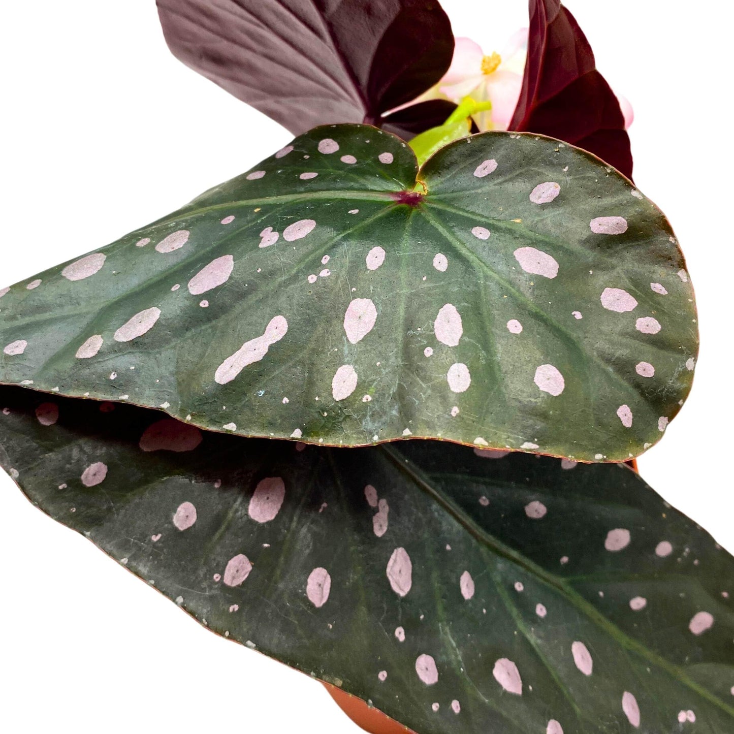 Harmony Foliage Harmony's Dark Star Angel Wing Cane Pink Polkadot Begonia 4 inch