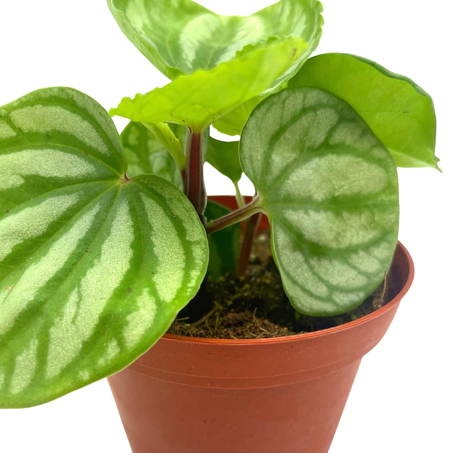 BubbleBlooms Peperomia Ecuador, 4 inch, Rare Pep Argyreia, Exotic House Plant