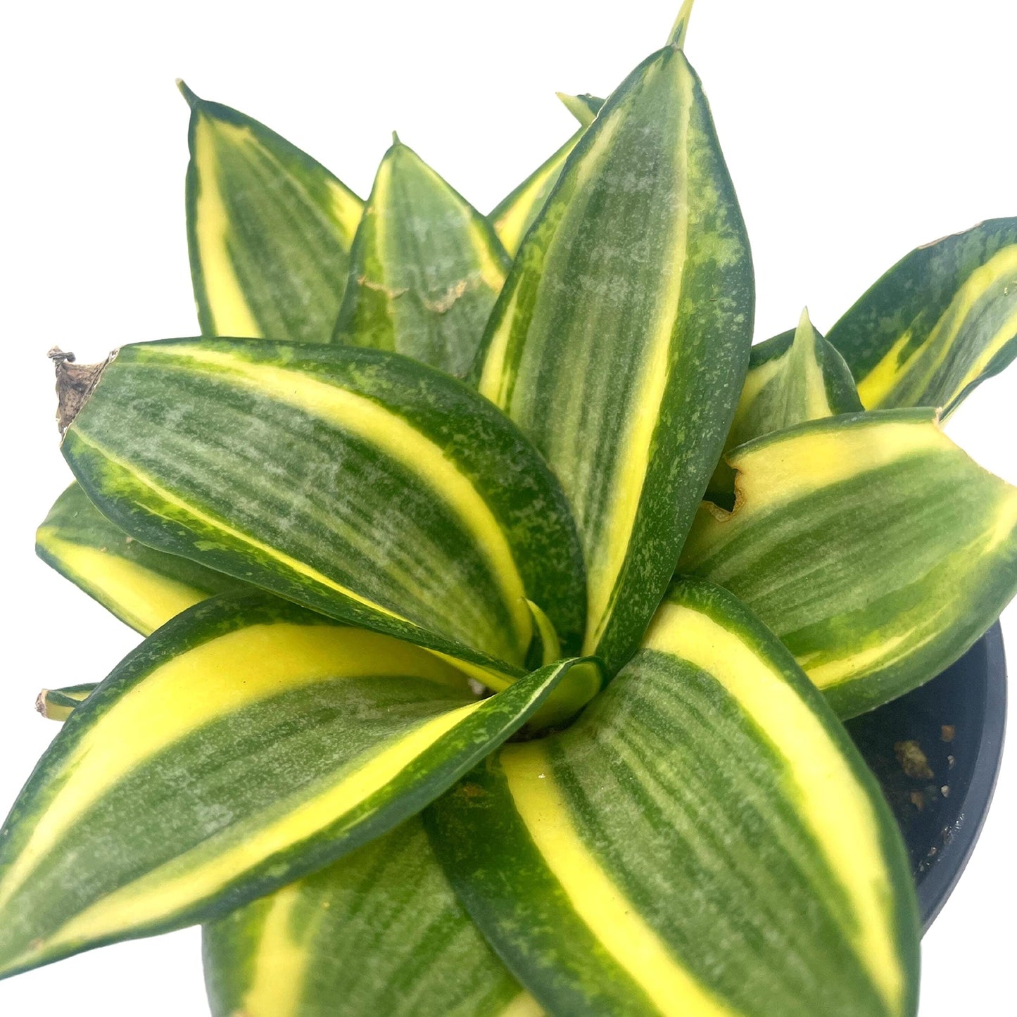 Golden Hahnii, 4 inch Yellow and Green Snake Plant, Variegated Sansevieria trifasciata, Well Rooted Starter Succulent snakeplant