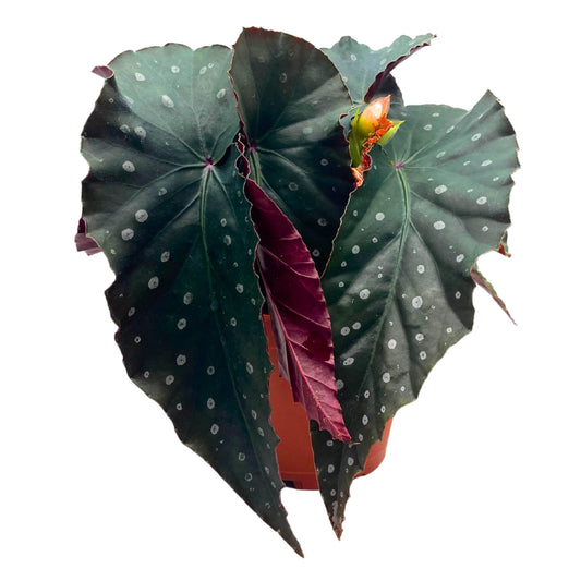 Harmony Foliage Harmony's Firecracker Angel Wing Begonia 4 inch