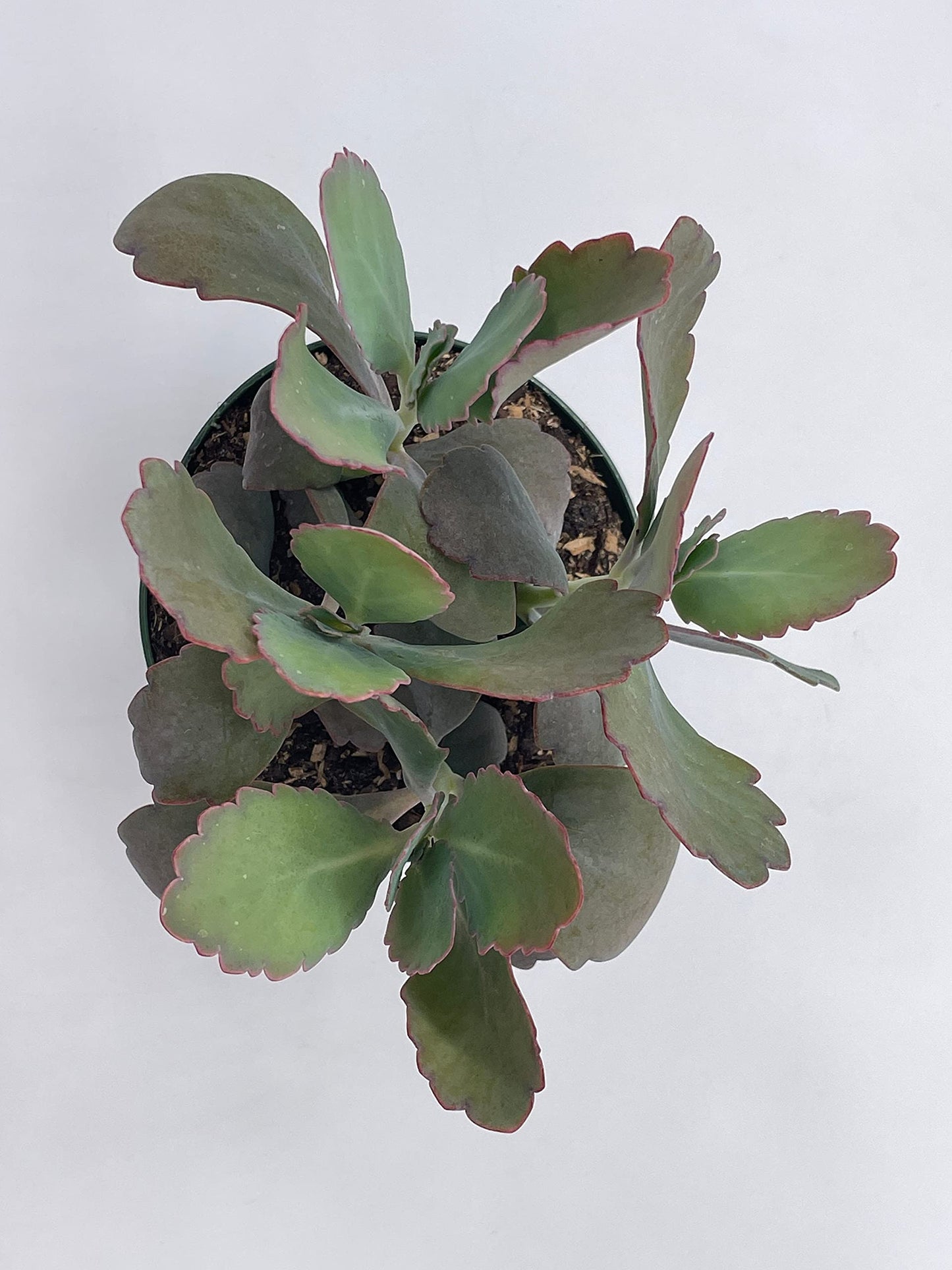 Kalanchoe Laxiflora, 4 inch, Milky widow's Thrill, Bryophyllum crenatum Baker