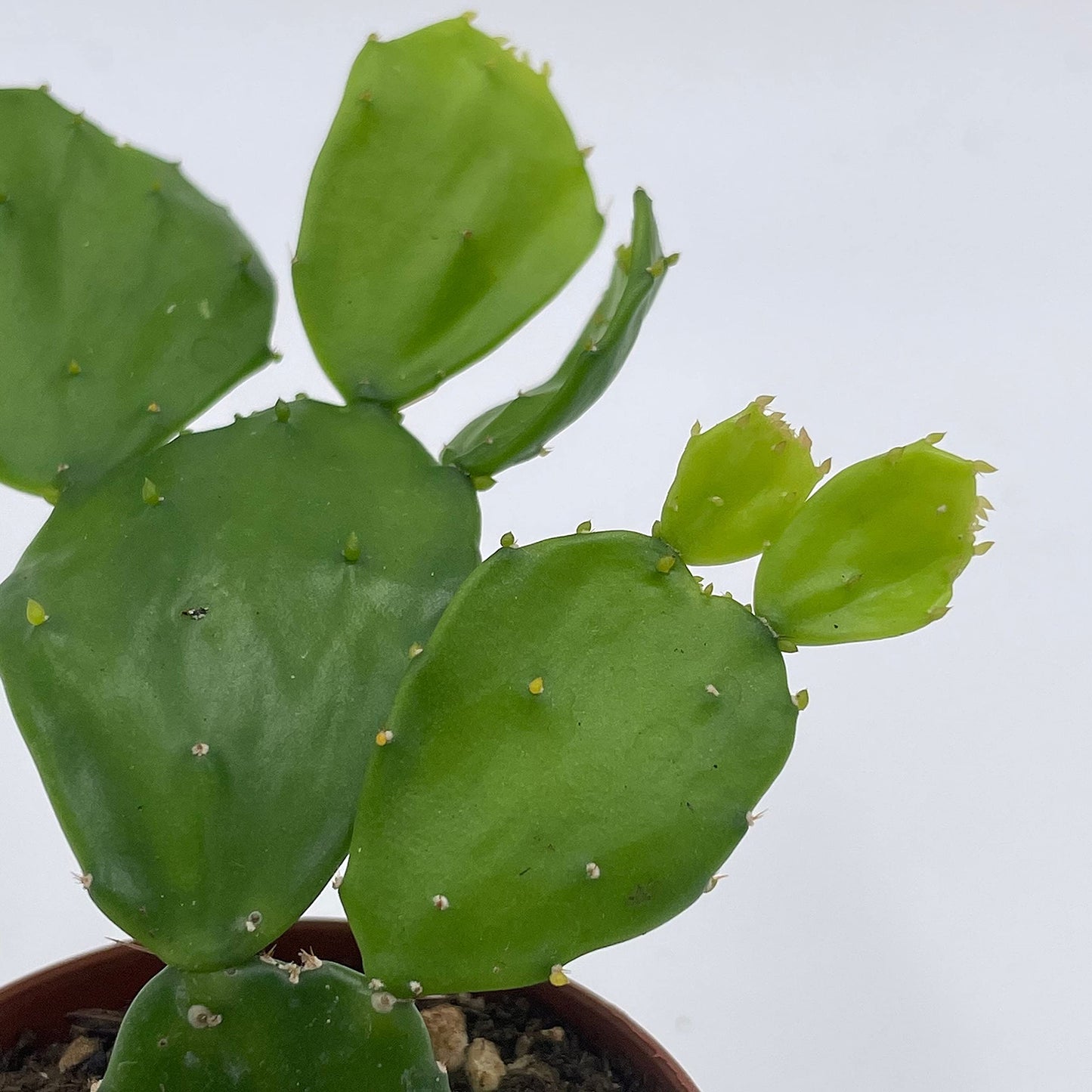 Brazilian Prickly Pear Cactus/Brasiliopuntia brasiliensis Willd Cactus/Plant in 2" Pot/Mini Cactus in Pot/Beginner Cactus