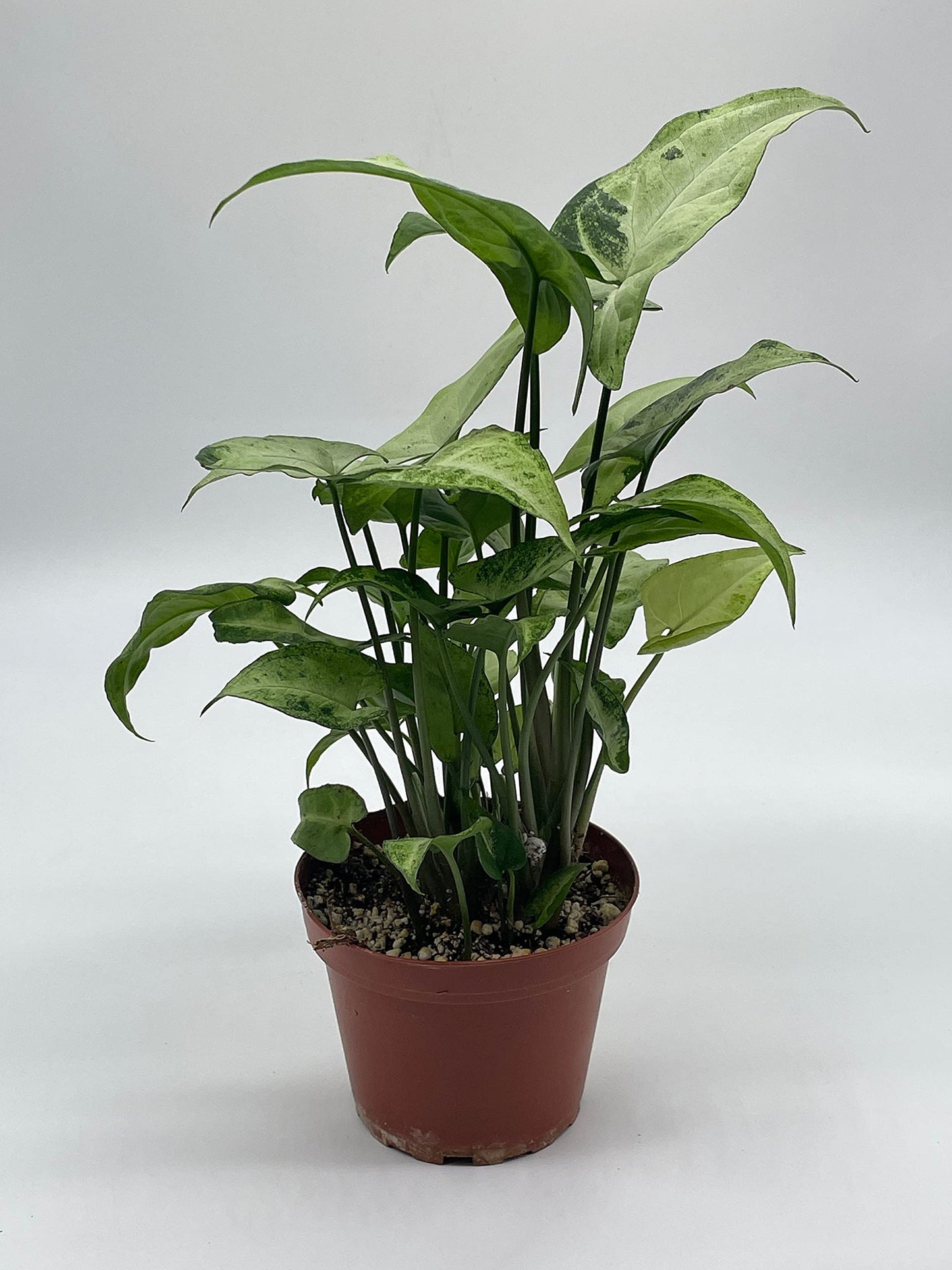 Syngonium Podophyllum Green and White, 4 inch, Arrowhead Vine, Very Filled House Plant