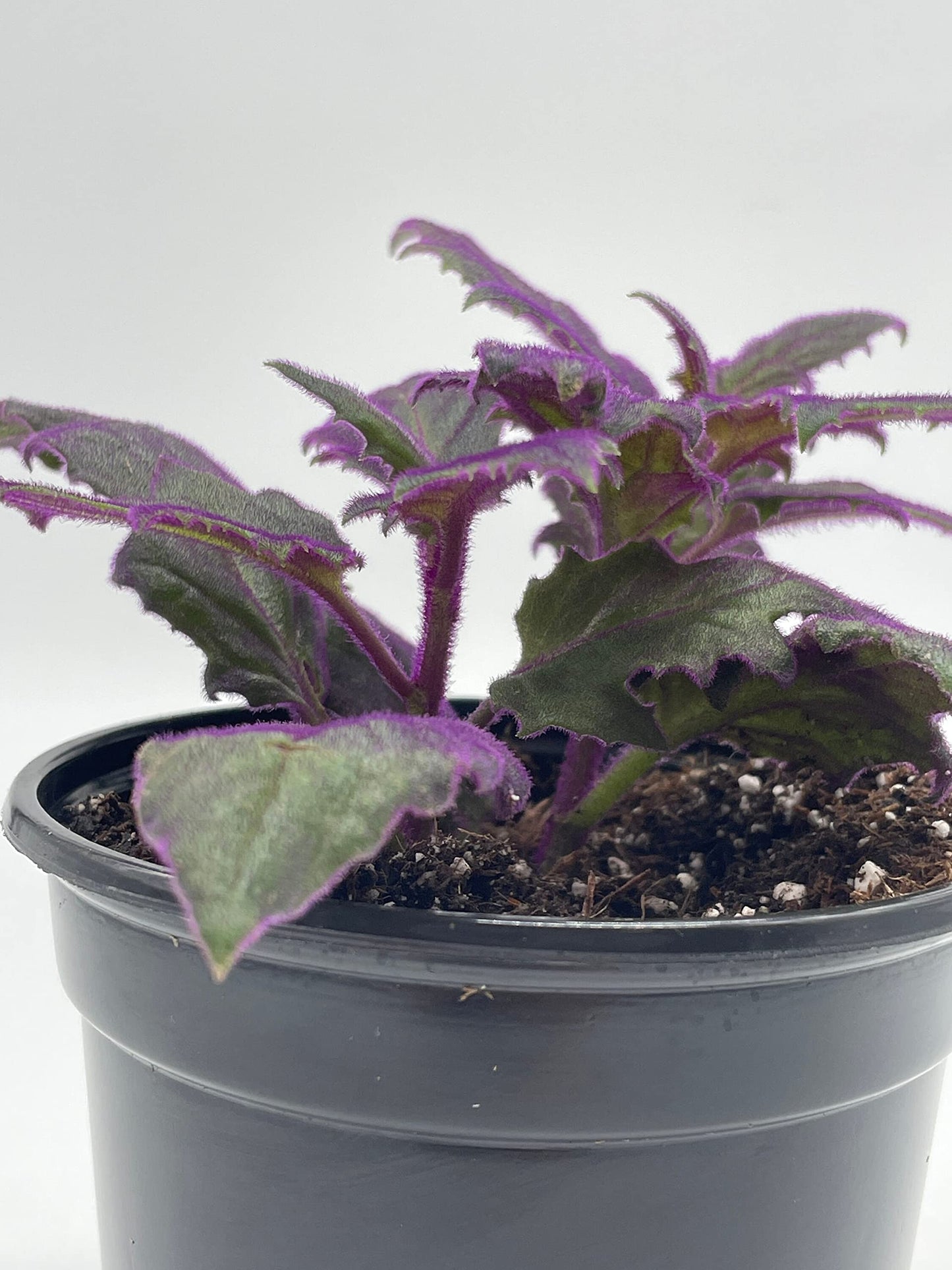 Flame Violet Velvetplant, Gynura aurantiaca, Purple Velvet Plant in 4 inch Pot. Fuzzy Leaves