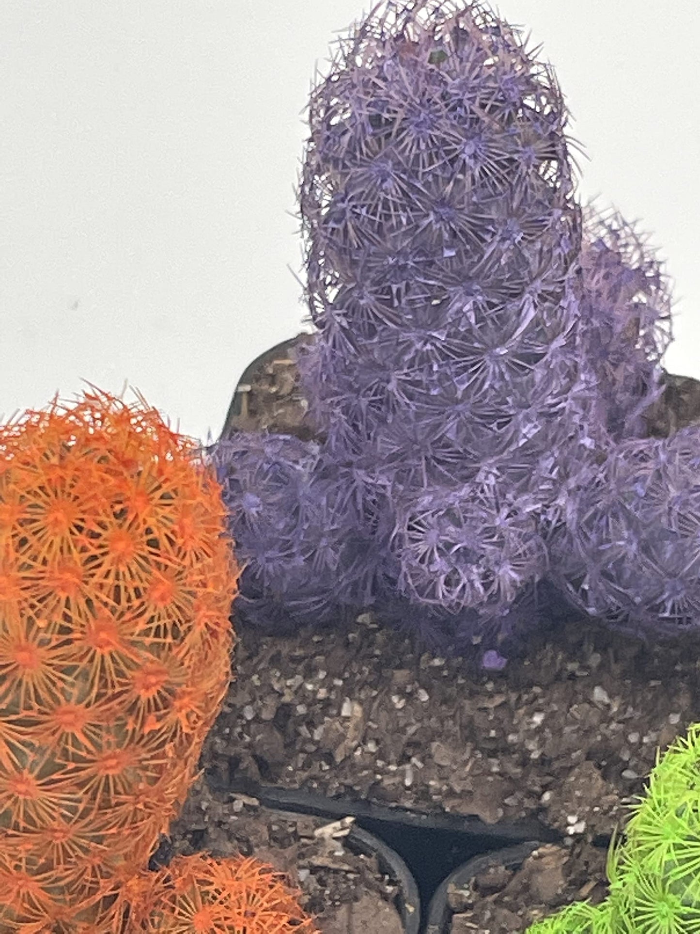 Colored Cactus/Desert Gem/Painted Dyed Blue/Red/Purple/Yellow/Pink/Green, Orange Cactus Rainbow Cactus (Yellow)