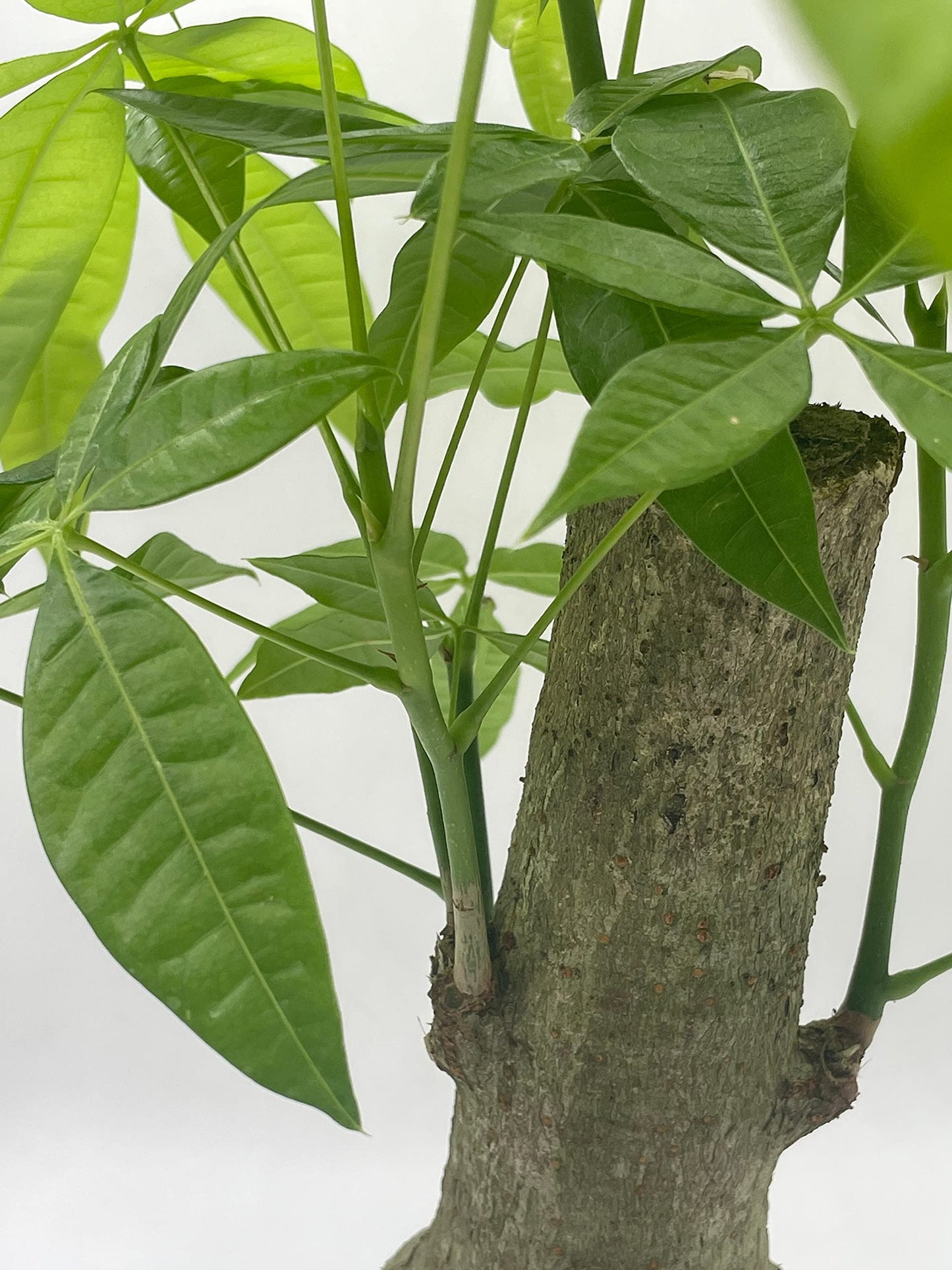 Money Tree Stump, Pachira aquatica, in 6 inch Pot