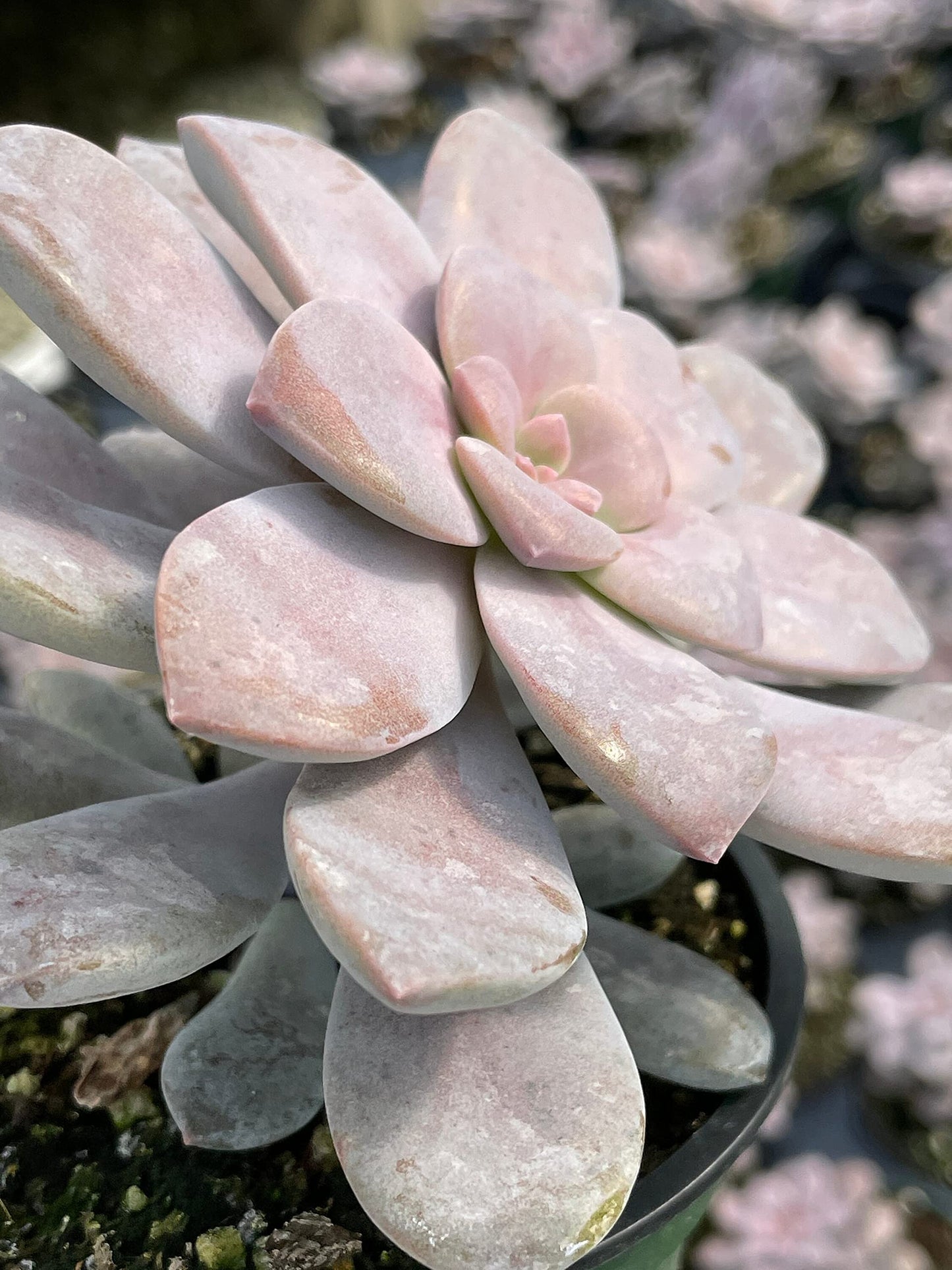 Superbum, Graptopetalum pentandrum subsp in a 4 inch Pot