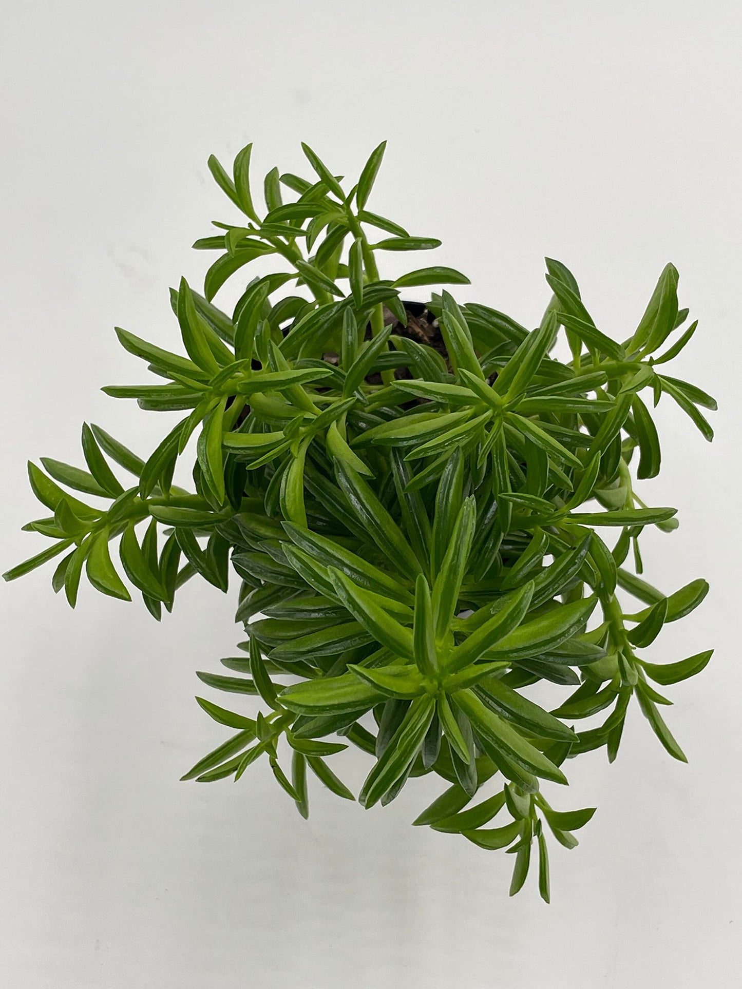 Taco Plant/Peperomia axillaris/Happy Bean/Peperomia ferreyrae Yunck/philodendron selloum, Horsehead philodendron, Tree philodendron