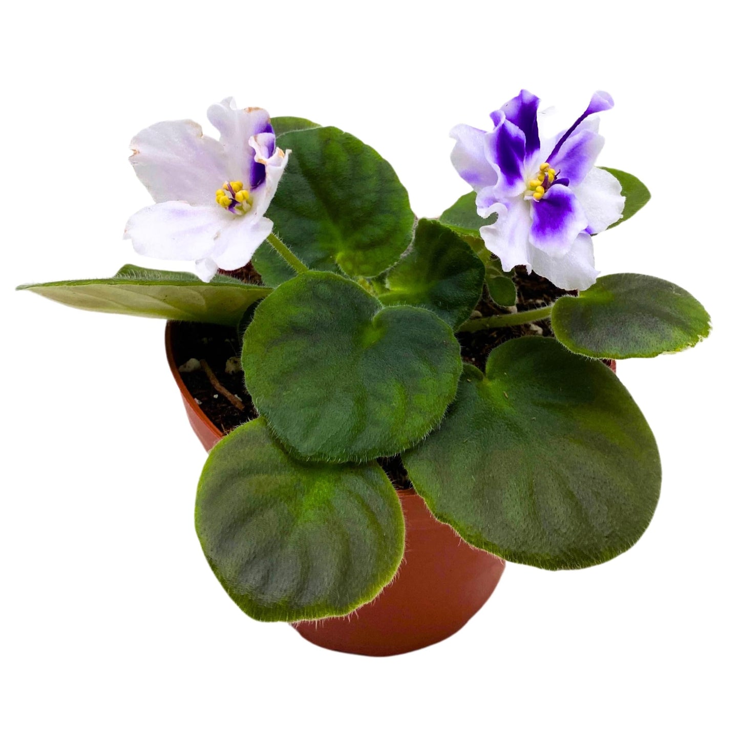 Harmony Foliage VaT Light in The Dark African Violet 4 inch