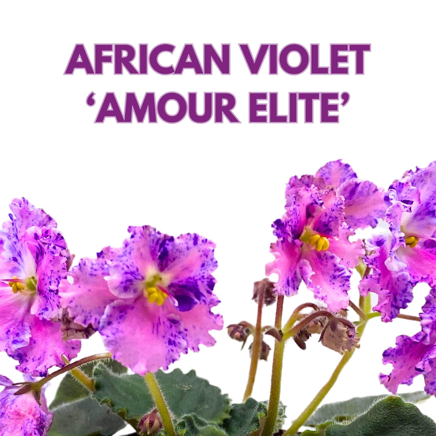 Harmony Foliage Amour Elite African Violet Saintpaulia 4 inch