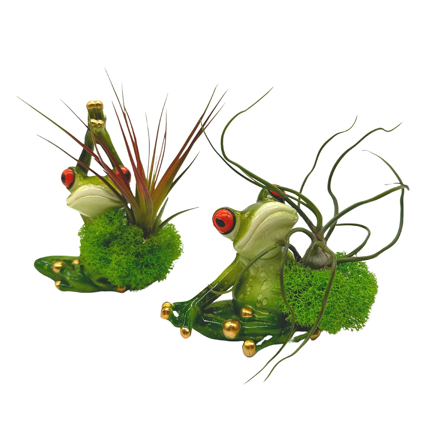 Resin Yoga Frog Air Plant Sculpture Tillandsia Planted in Hand Made Art Assorted Set of 2