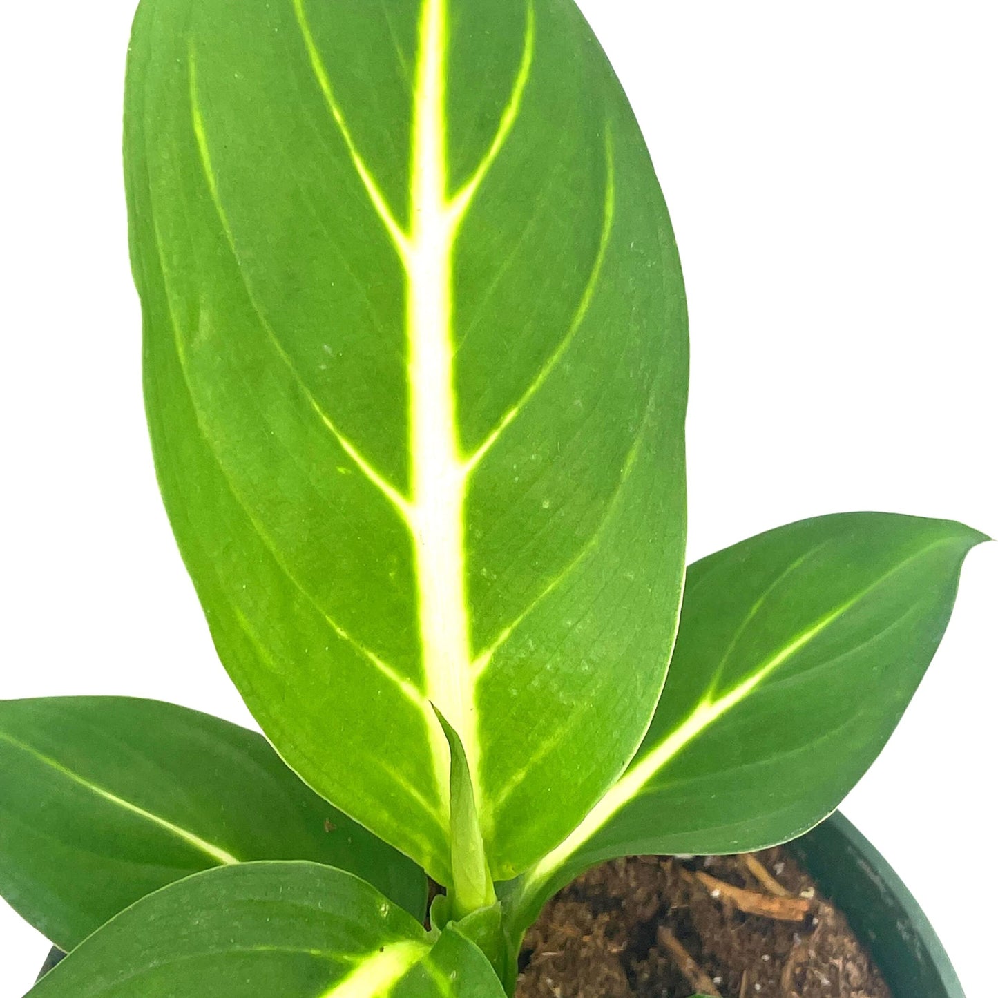 Dieffenbachia Green Magic, 4 inch, Striped Dumb Cane oerstedii