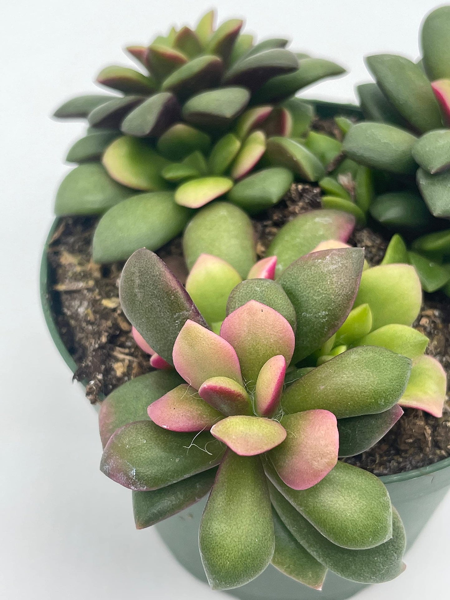 Anacampseros Telephiastrum Variegata, 4 inch Pot, Variegated Sunrise Succulent, Pink, tricolored