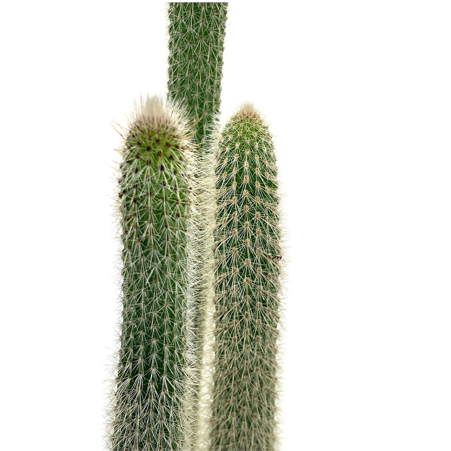 Old Man of The Andes, 6 inch, Huge Cactus, Oreocereus celsianus, Hairy Fuzzy Mountain Cacti