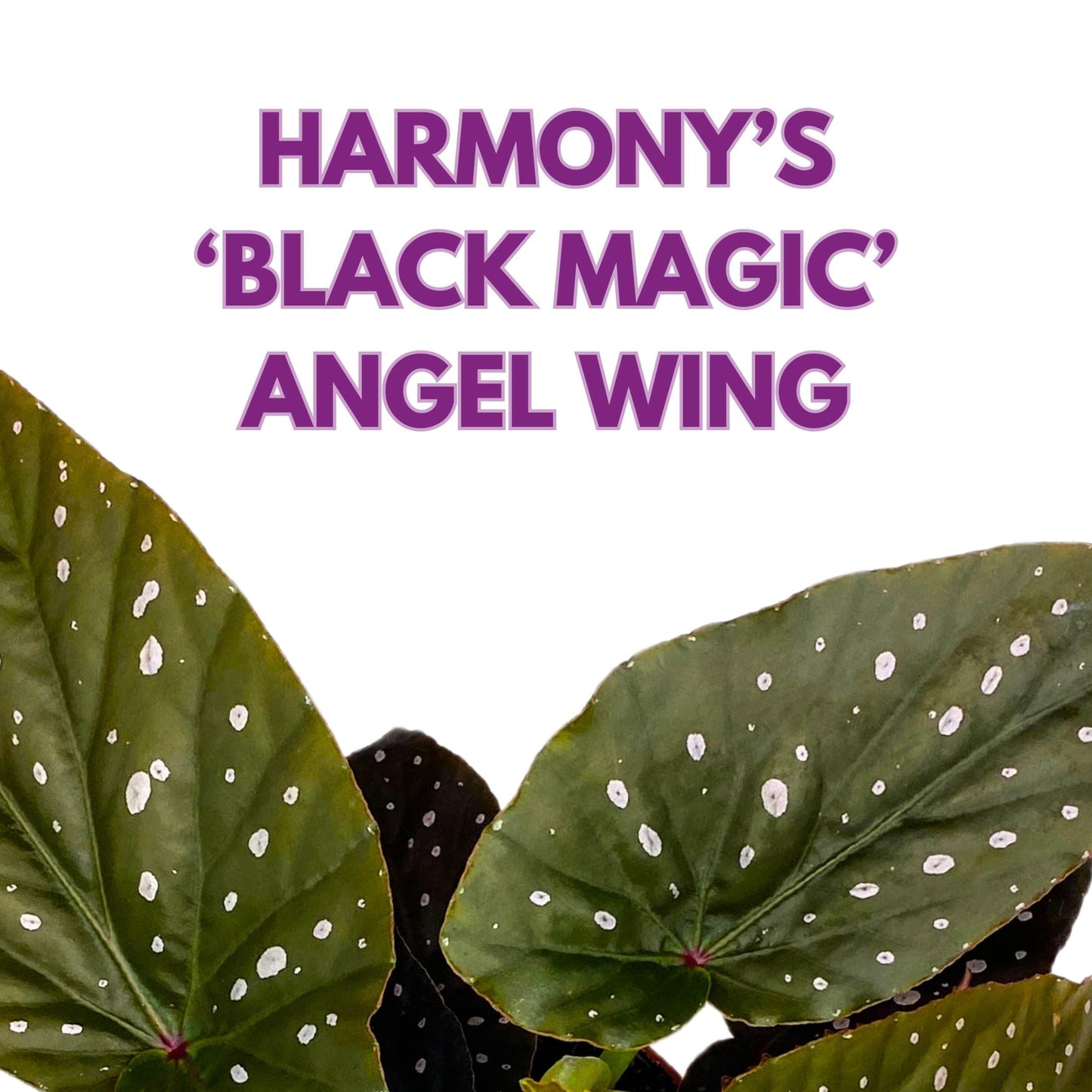 Harmony Foliage Harmony's Black Magic Angel Wing Cane Begonia 4 inch