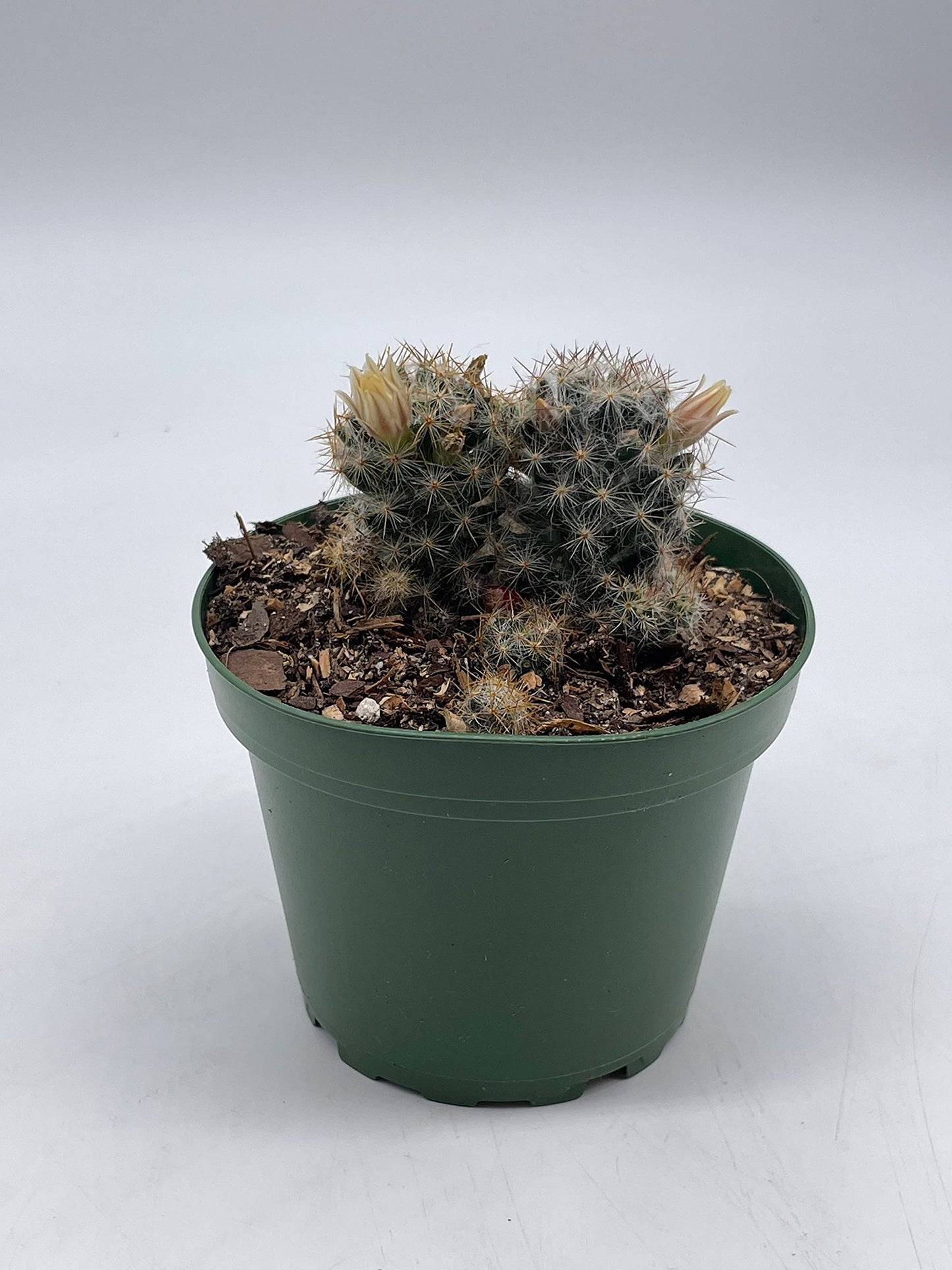 Mammillaria prolifera, Little Candle, Rare Cactus, 4 inch Pot, Well Rooted