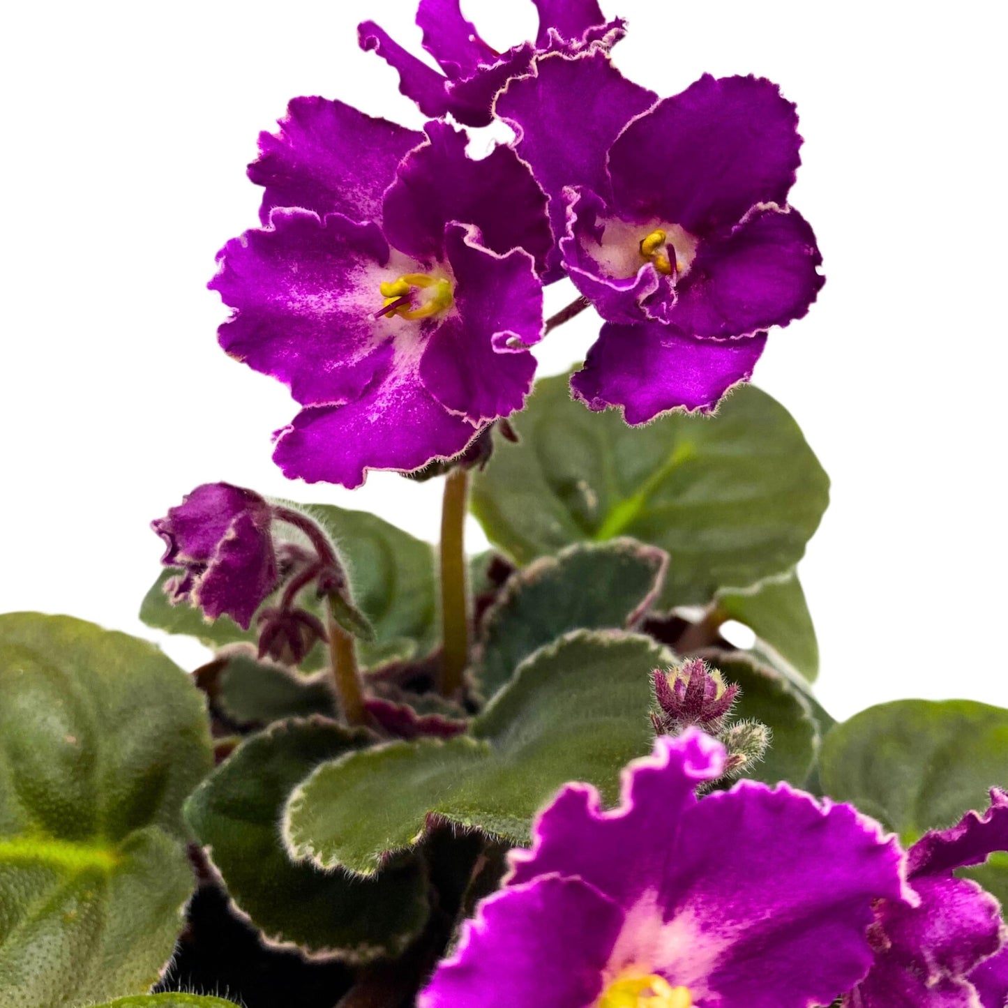 Harmony Foliage Buckeye Let's Roll African Violet Saintpaulia 4 inch