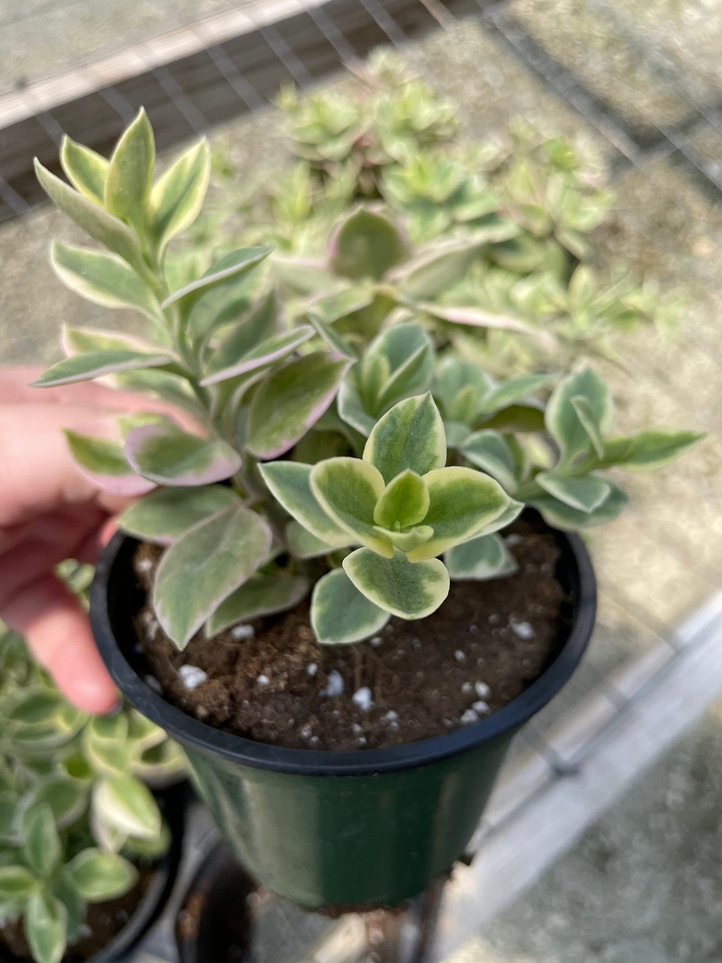 Variegated Baby Sun Rose, Variegated Red Aptenia, Heartleaf Ice Plant, Dew Plant, Trailing red, Mesembryanthemum cordifolium 'Variegata'