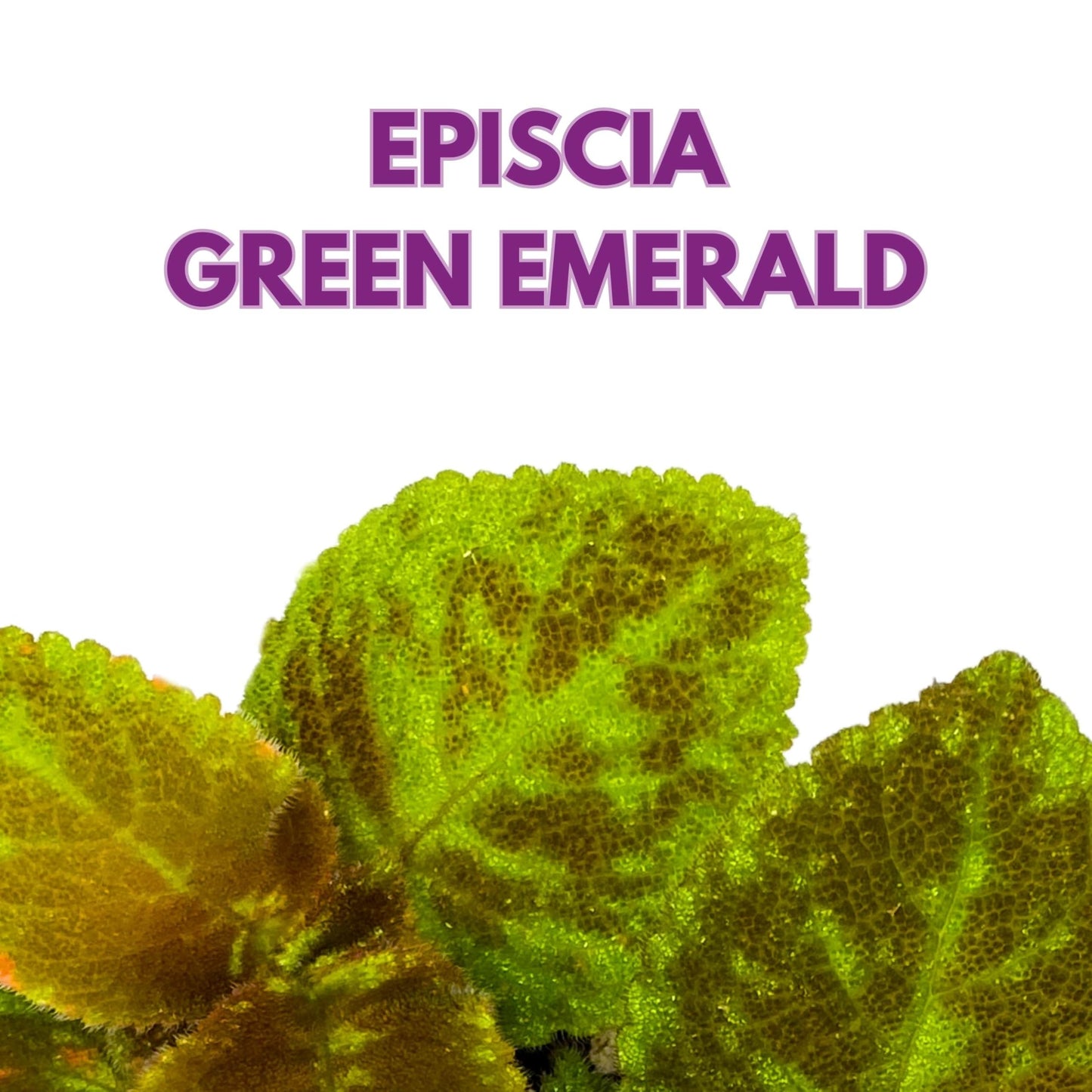 Harmony Foliage Episcia Green Emerald Velvet Flame Violet 4 inch