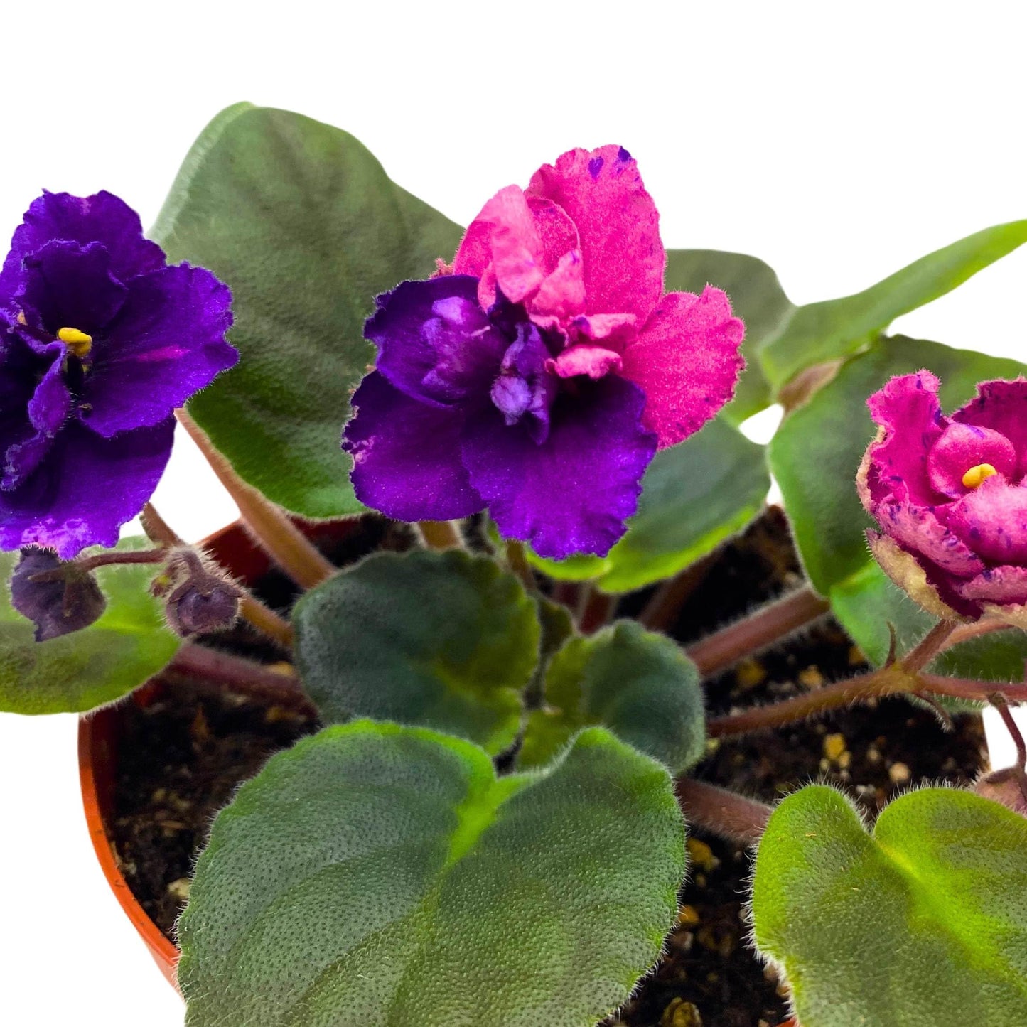 Harmony Foliage Suncoast Coral Razz African Violet Saintpaulia 4 inch